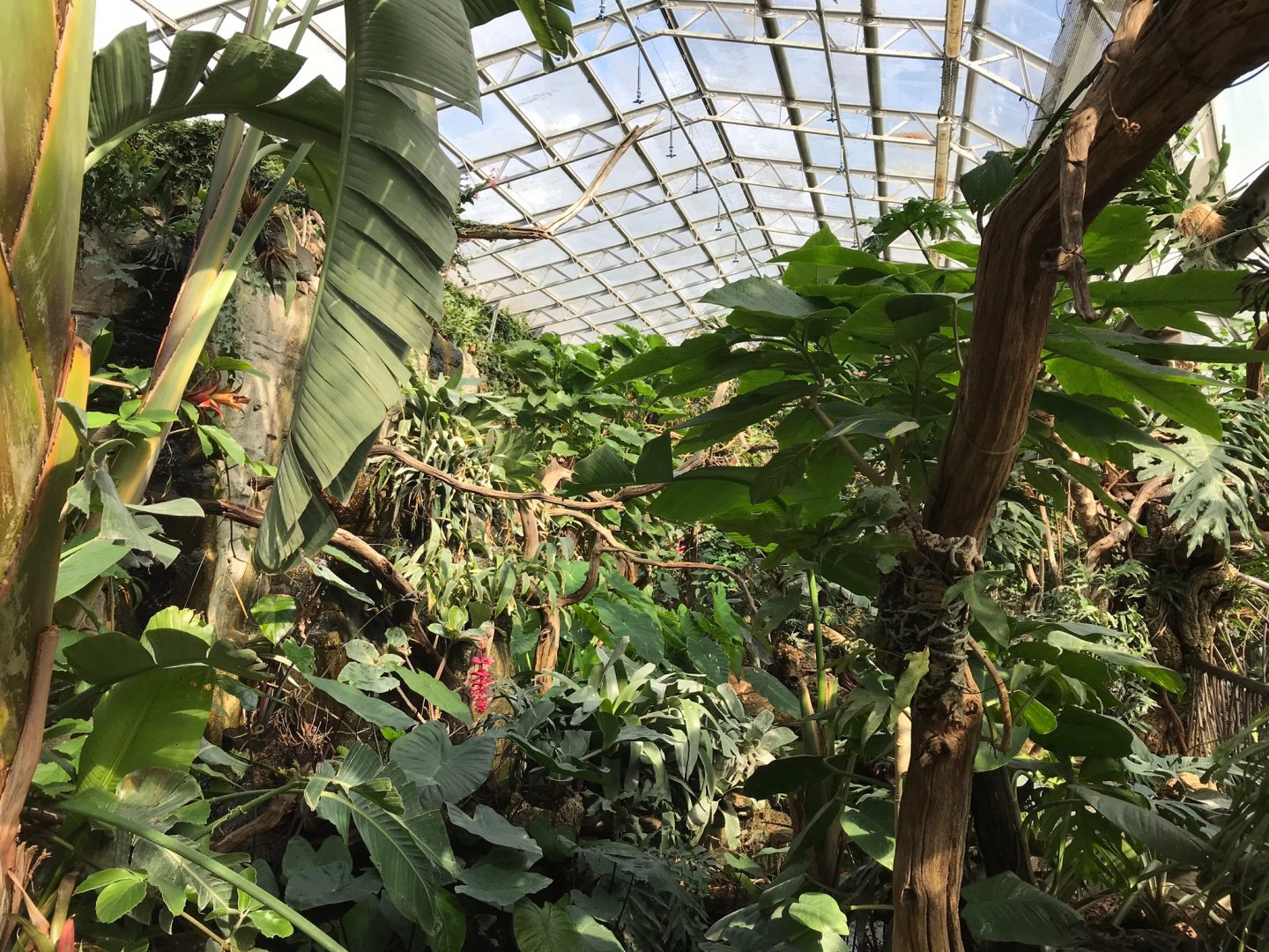 Tropical House 250318