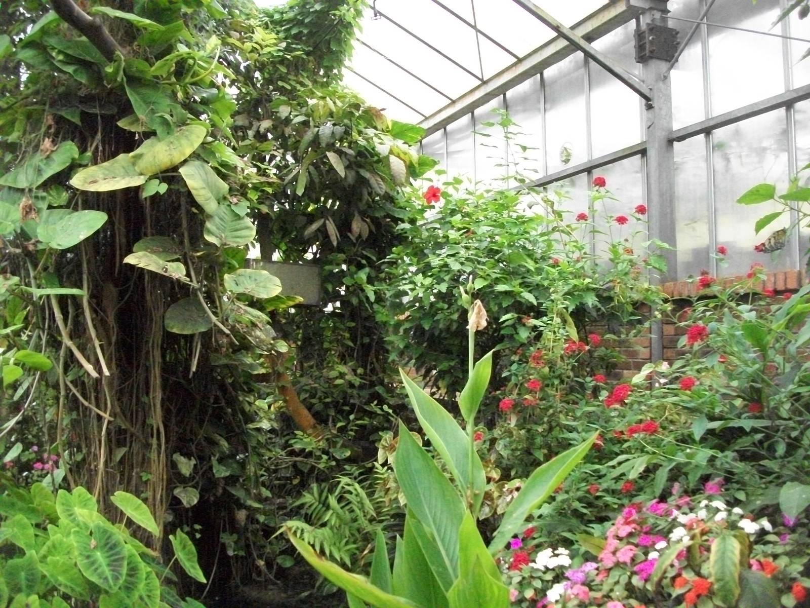 Tropical House, 3rd August 2012