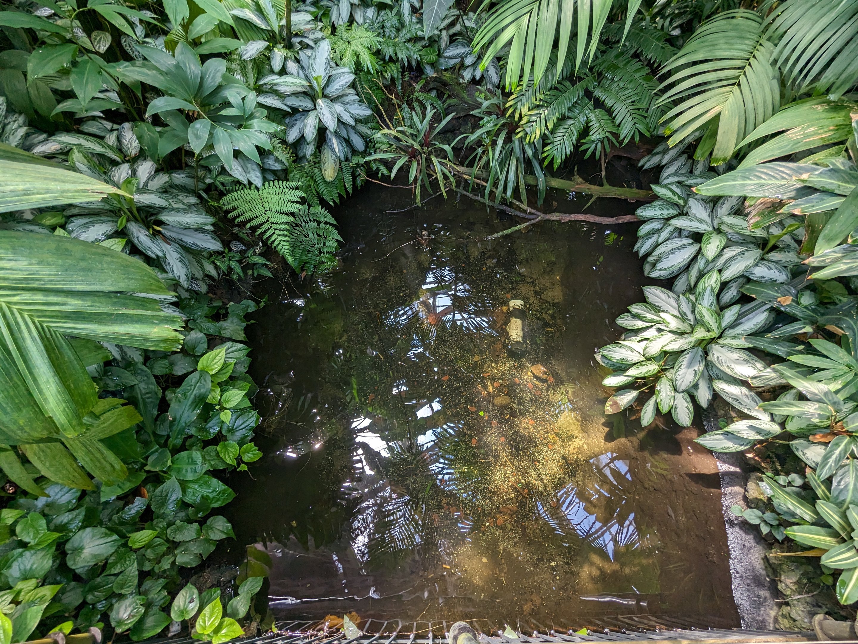 Tropical House - Alligator snapping turtle pond