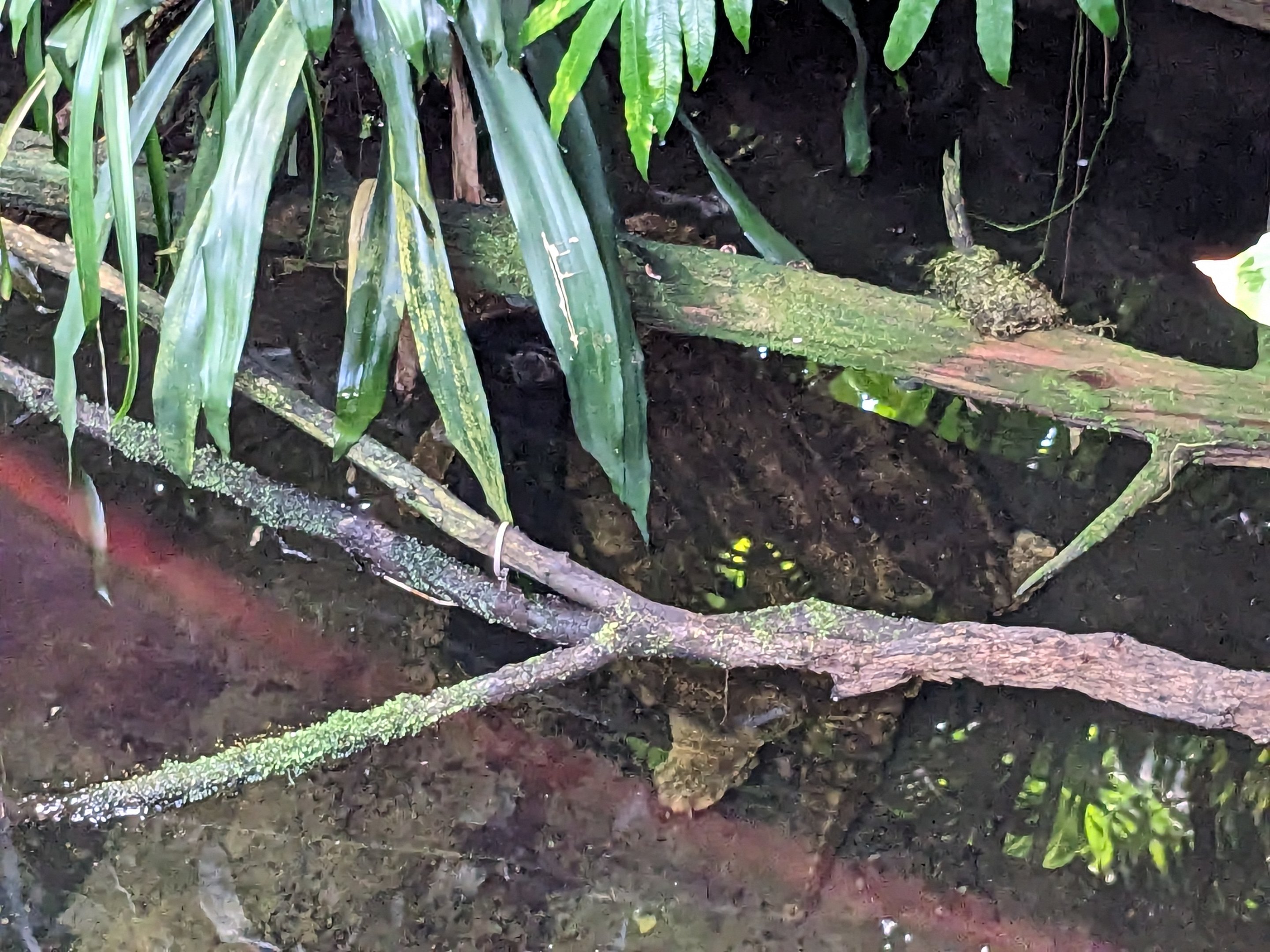 Tropical House - Alligator snapping turtle