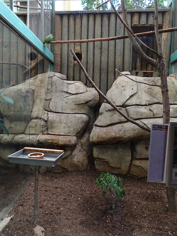 Tropical House; amazon enclosure (04/23)