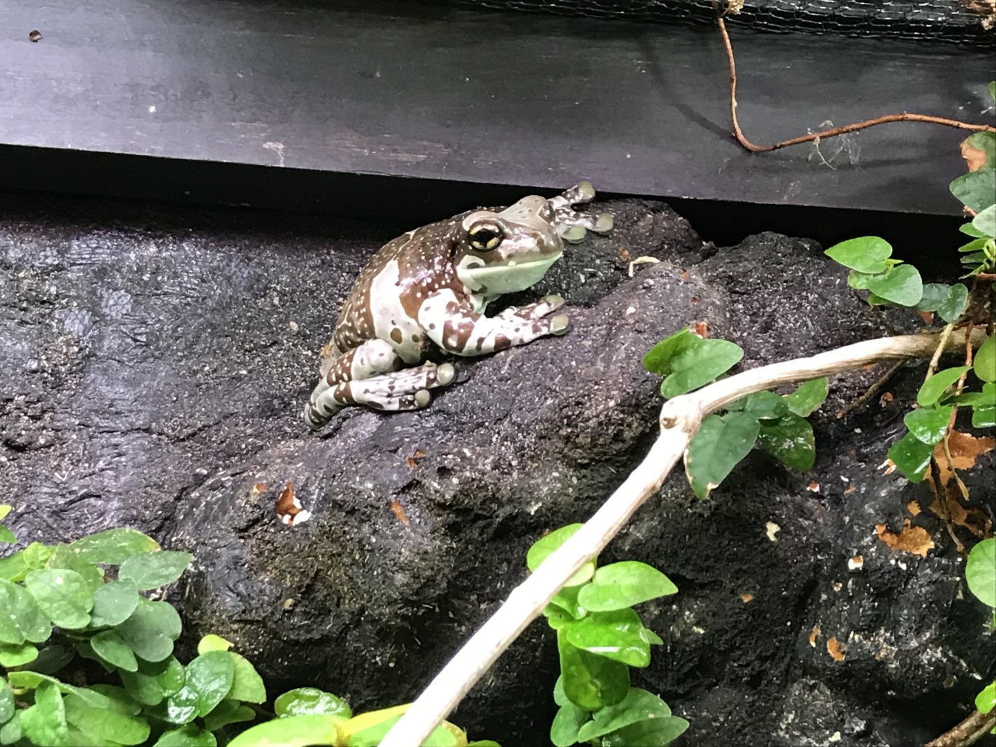 Tropical House - Amazon milk frog 081018