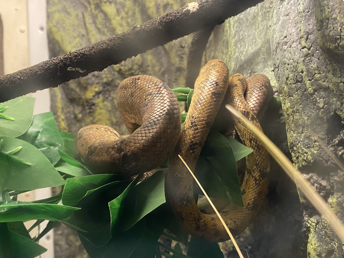 Tropical House - Amazon tree boa 050625