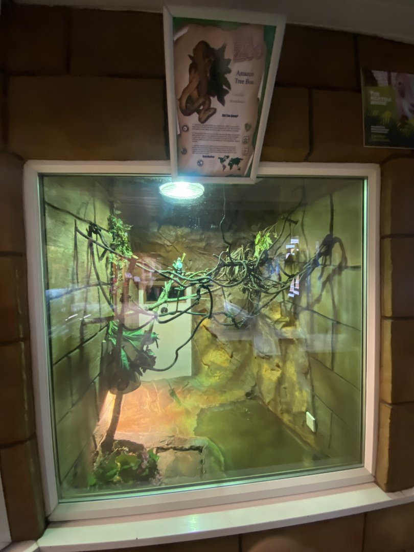 Tropical House - Amazon tree boa exhibit 050625
