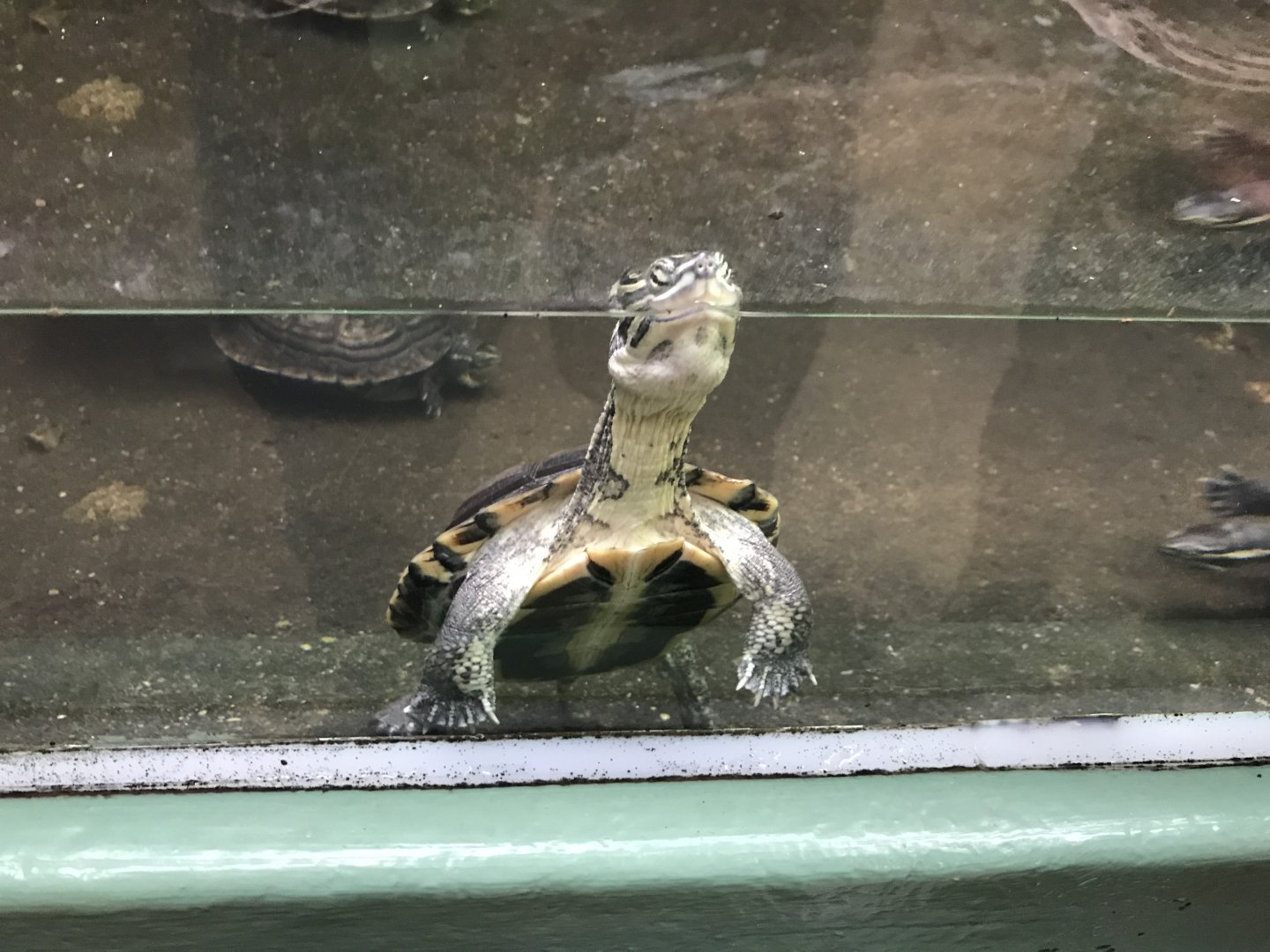 Tropical House - Annam leaf turtle 050119