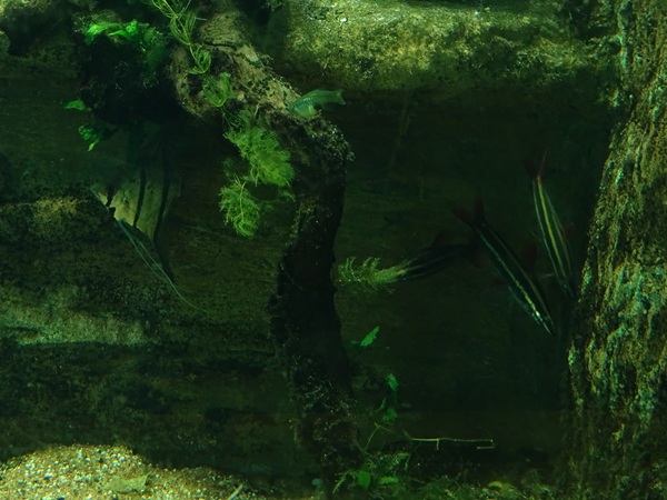 Tropical House - Anostomus anostomus & Pterophyllum scalare