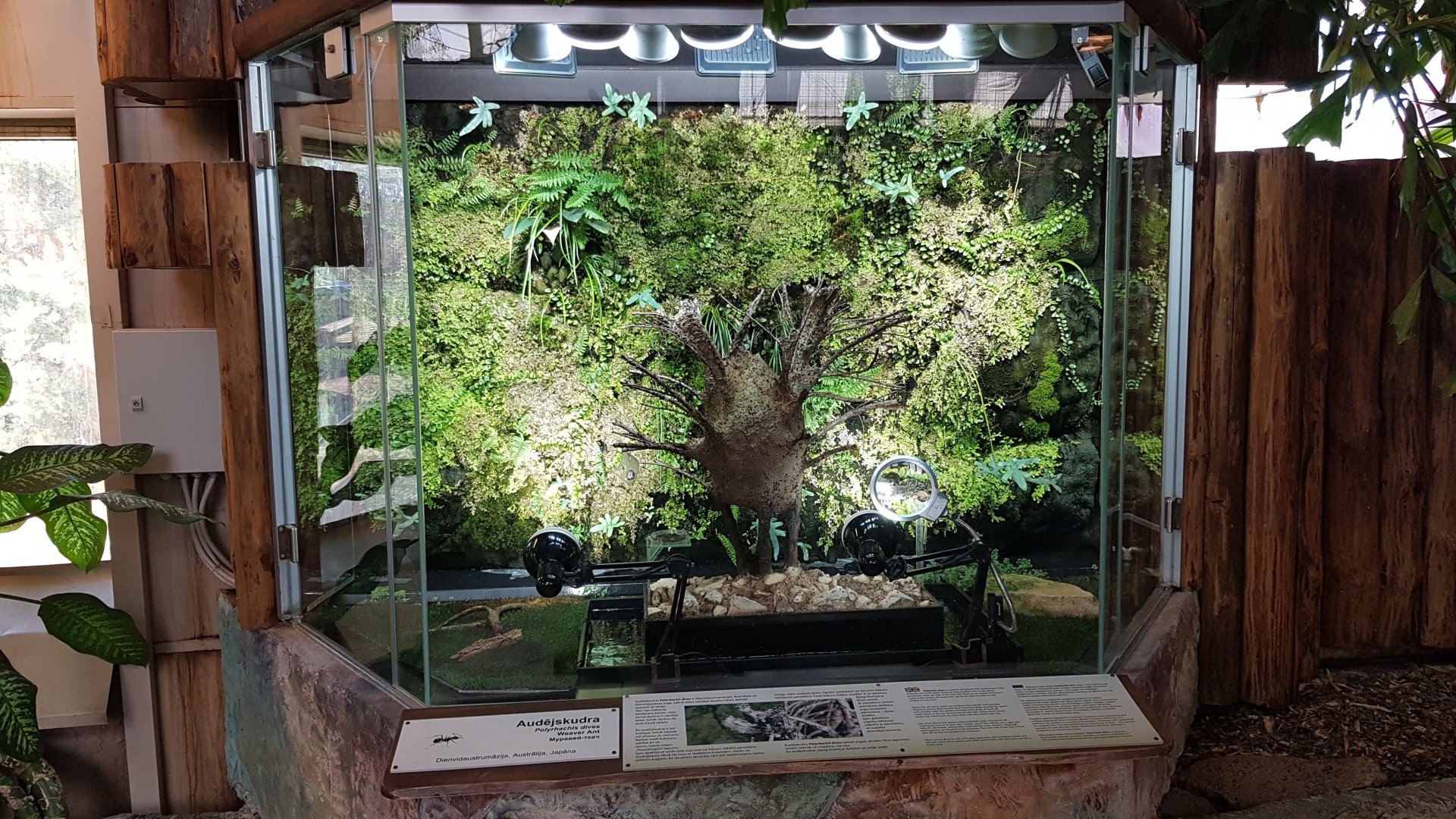Tropical house - ant exhibit