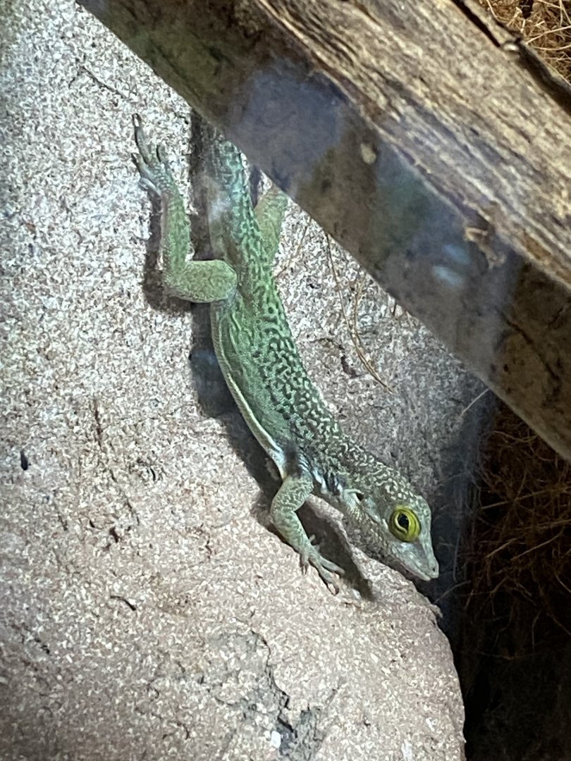 Tropical House - Antigua anole 240424