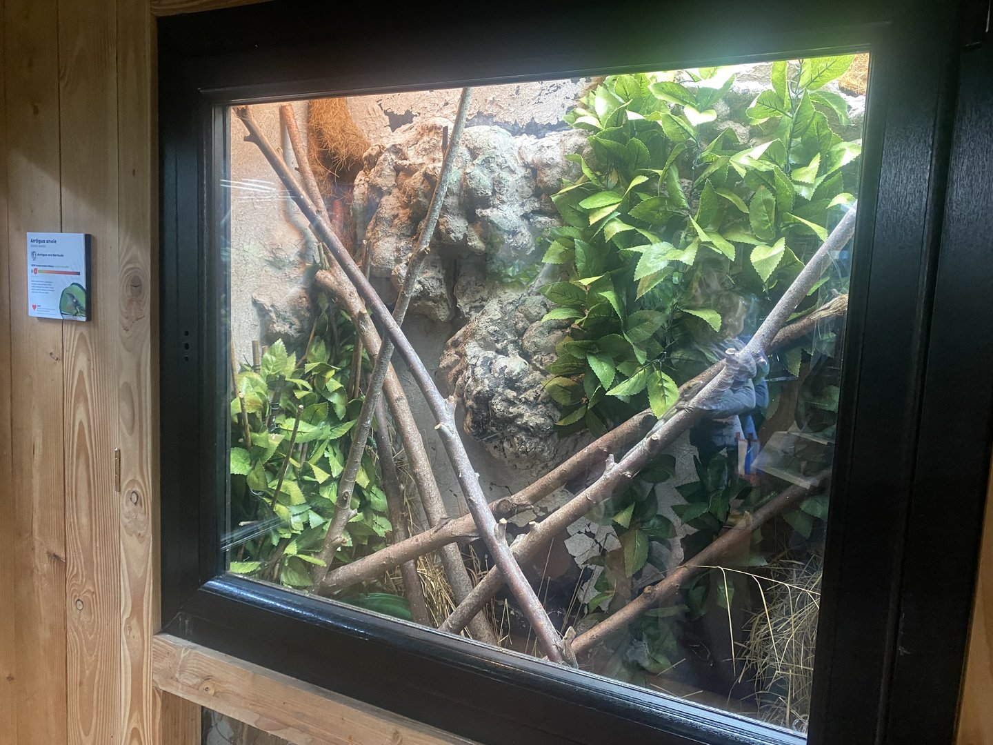 Tropical House - Antigua anole exhibit 060523