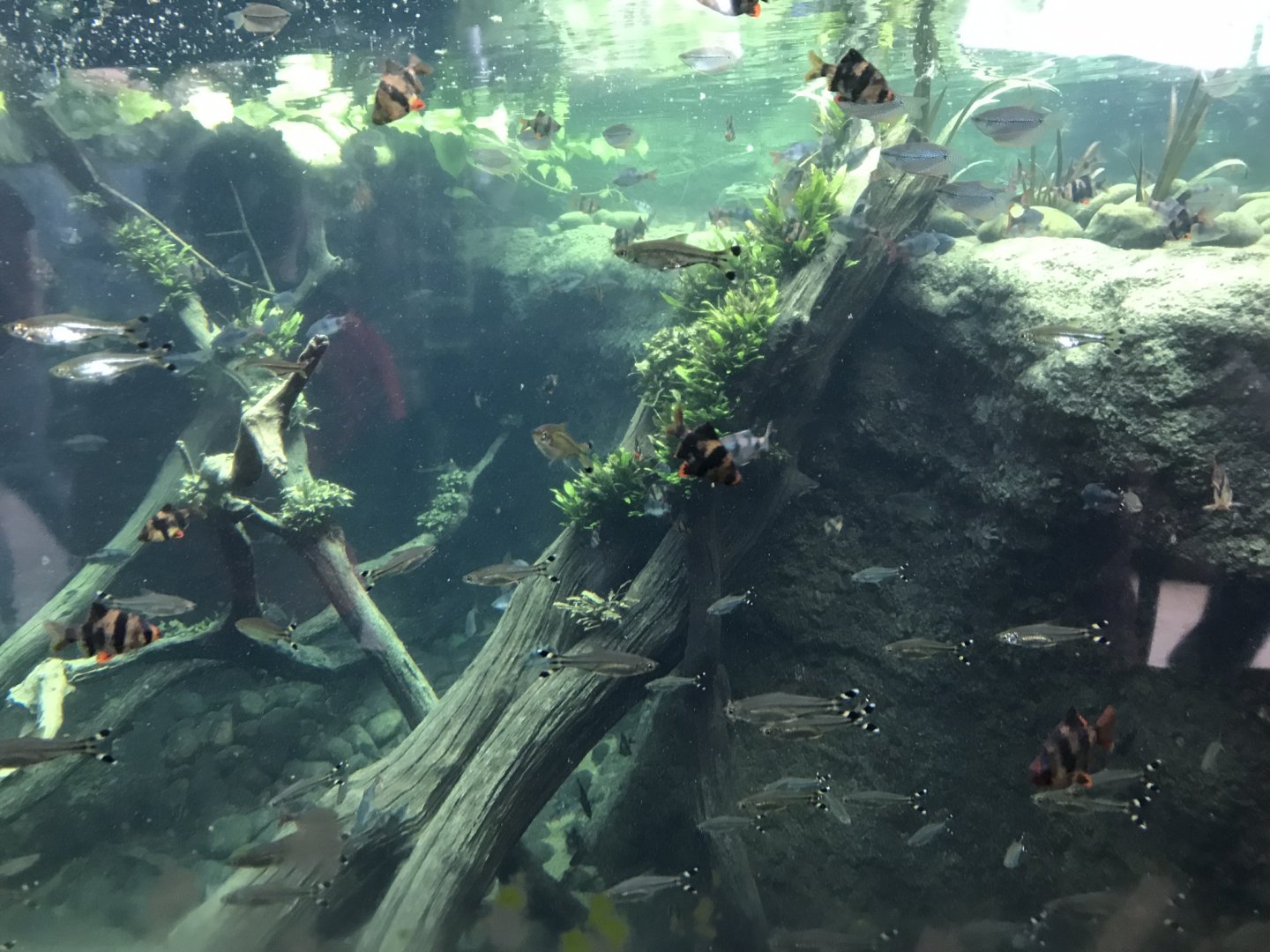 Tropical House - aquarium exhibit 110519