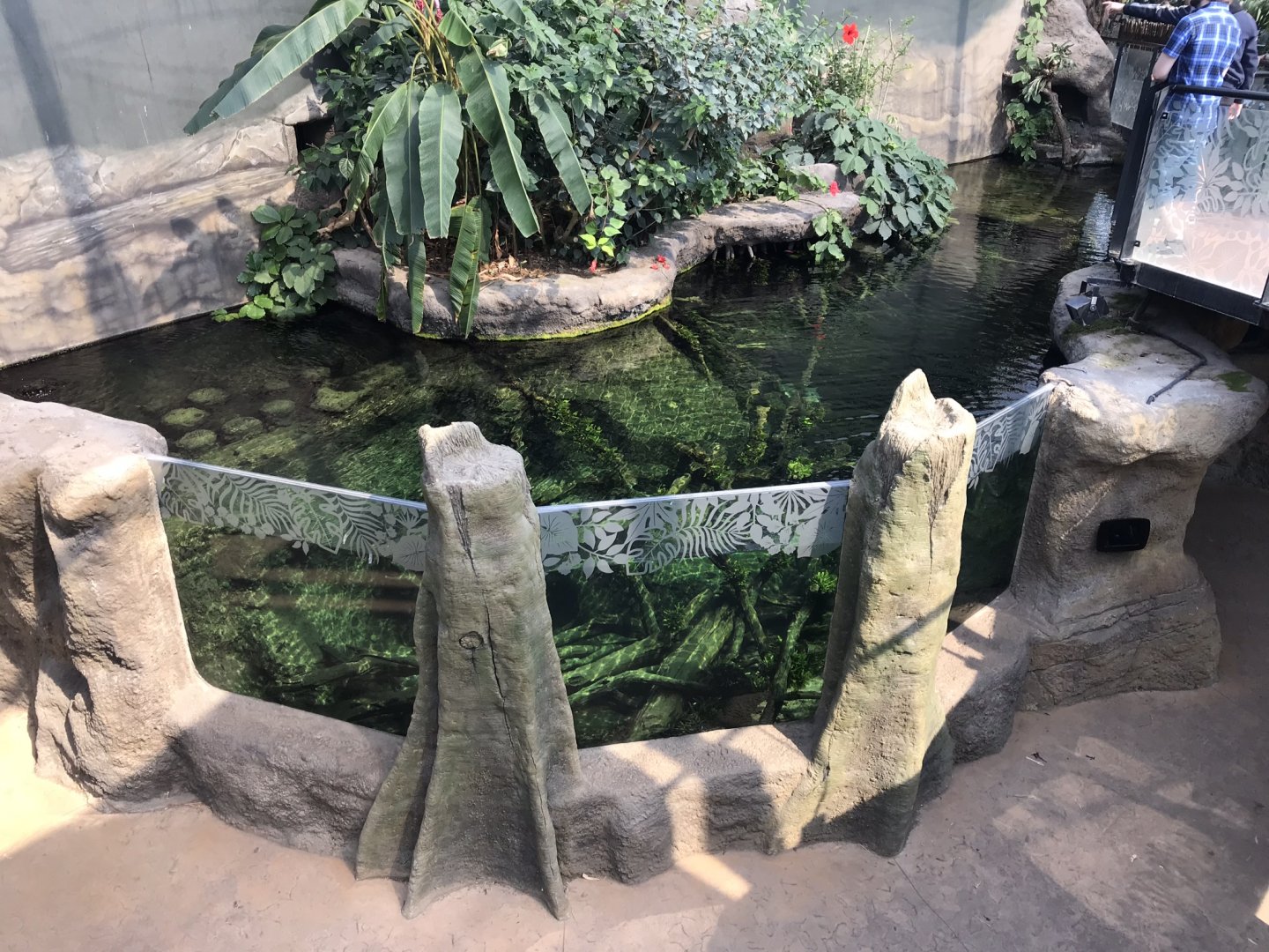 Tropical House aquarium exhibit 110519