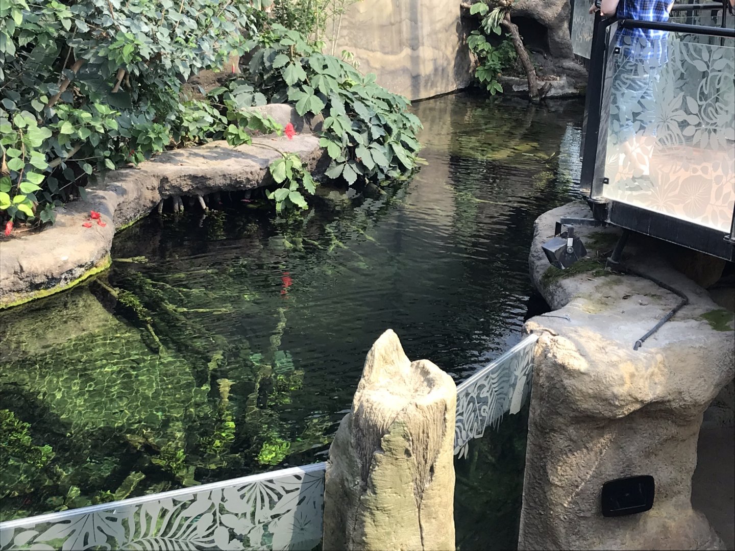 Tropical House aquarium exhibit 110519