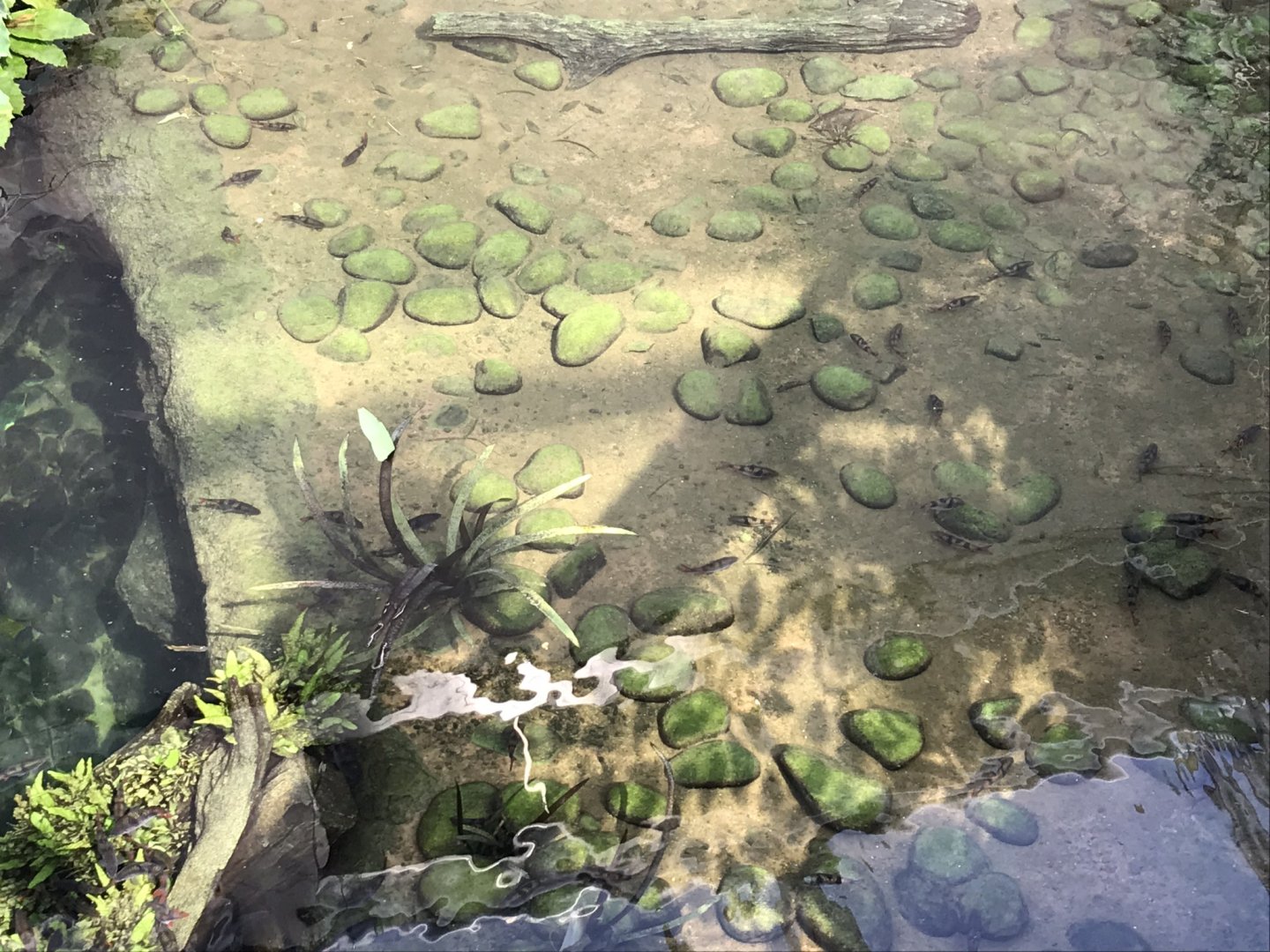 Tropical House aquarium exhibit shallow section 110519