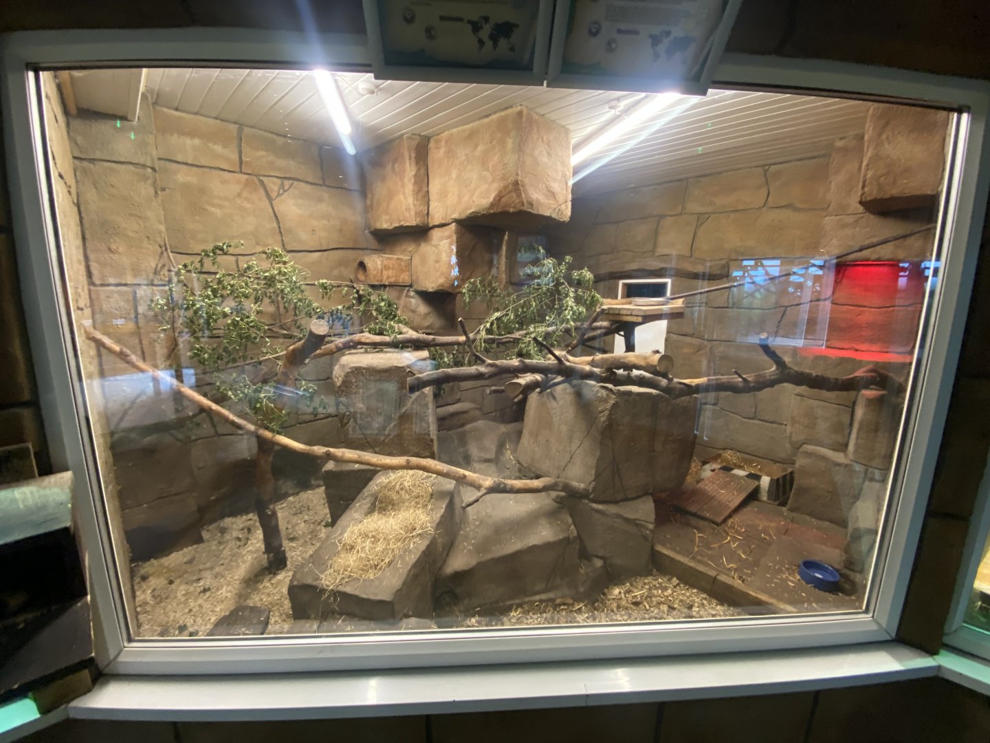 Tropical House - Arabian rock hyrax enclosure 050625