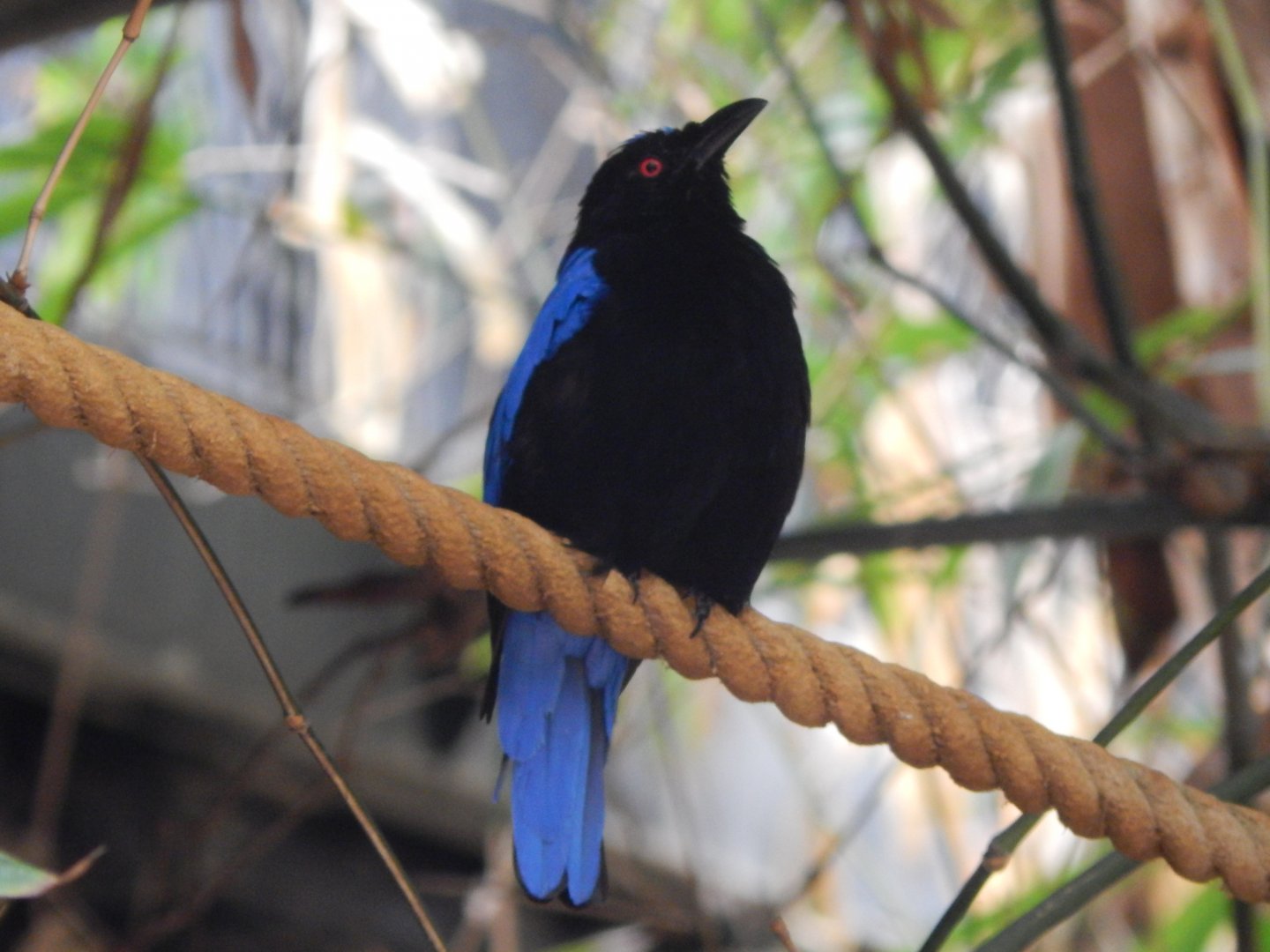 Tropical House - Asian fairy bluebird 150725
