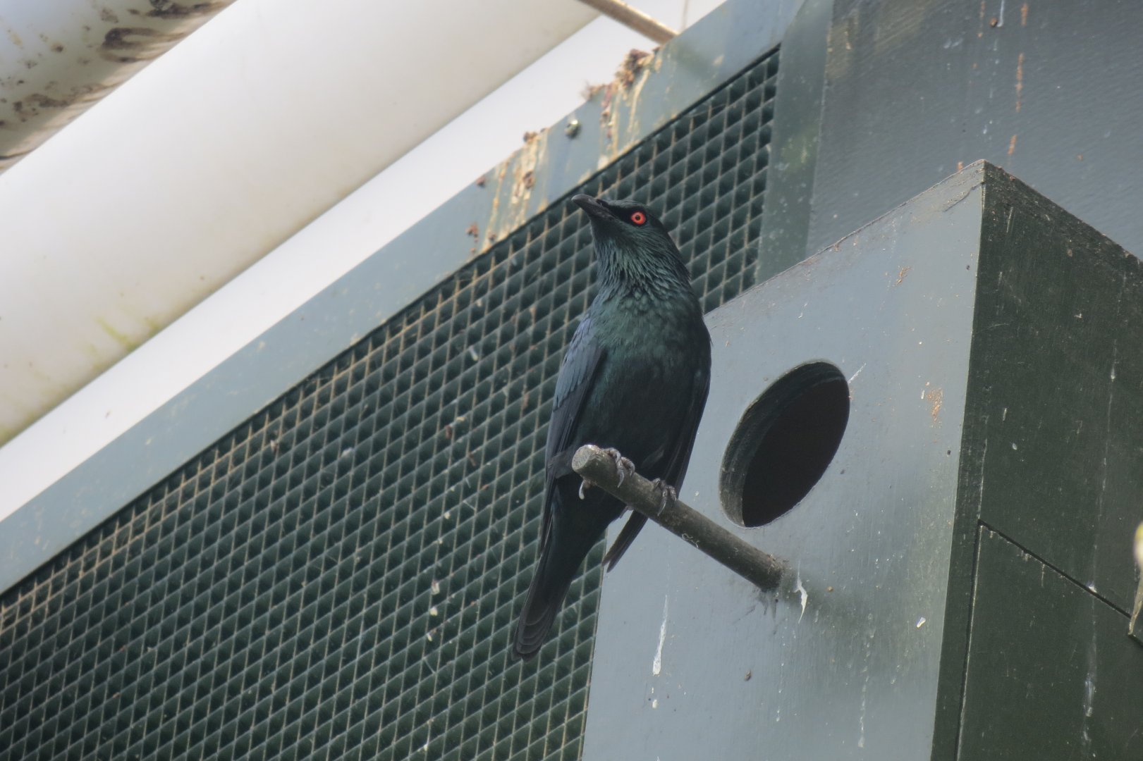 Tropical House - Asian glossy-starling 110519