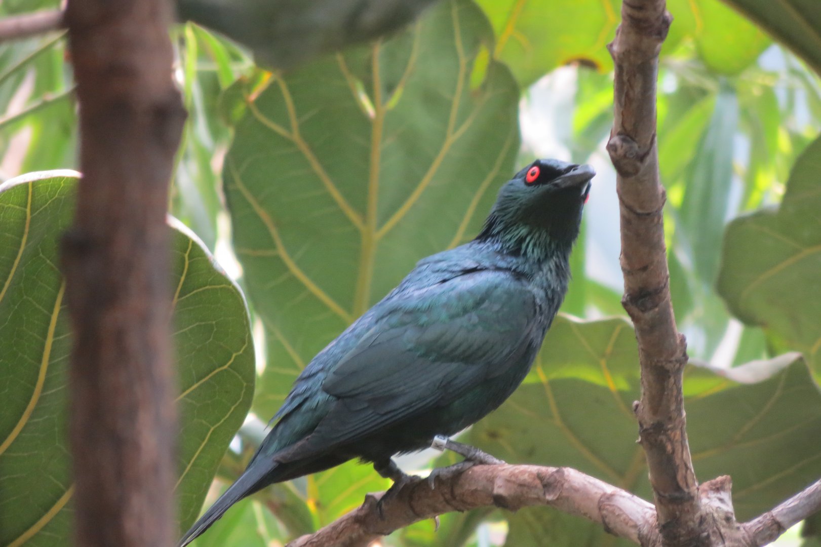 Tropical House - Asian glossy-starling 110519