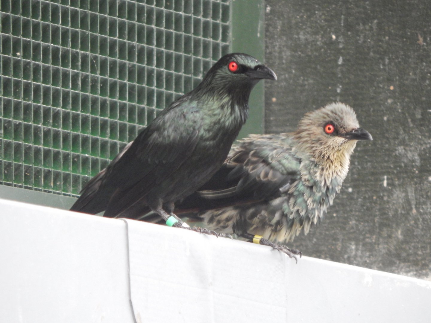 Tropical House - Asian glossy starlings 040822