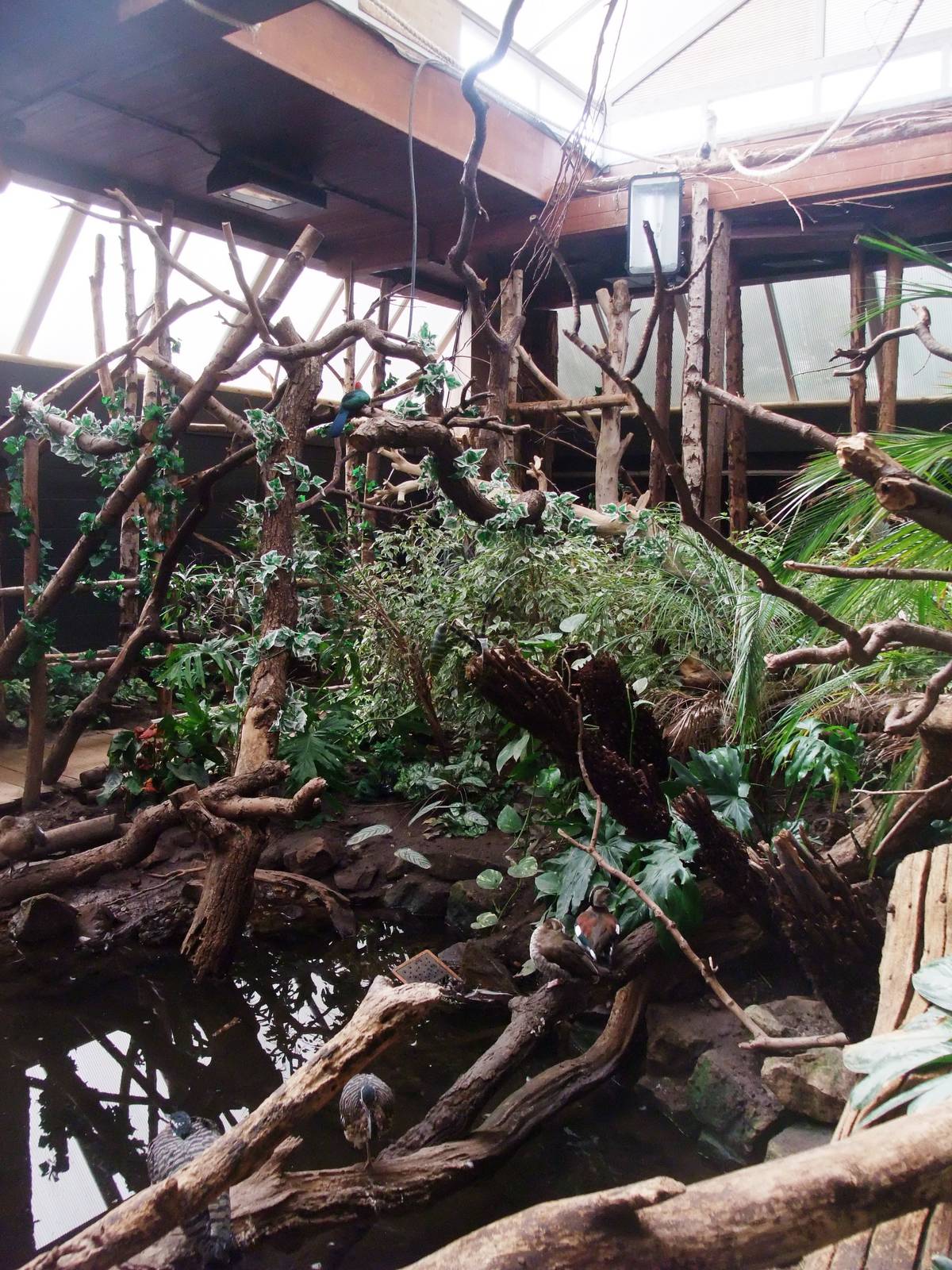 Tropical House at Twycross, 18/05/13