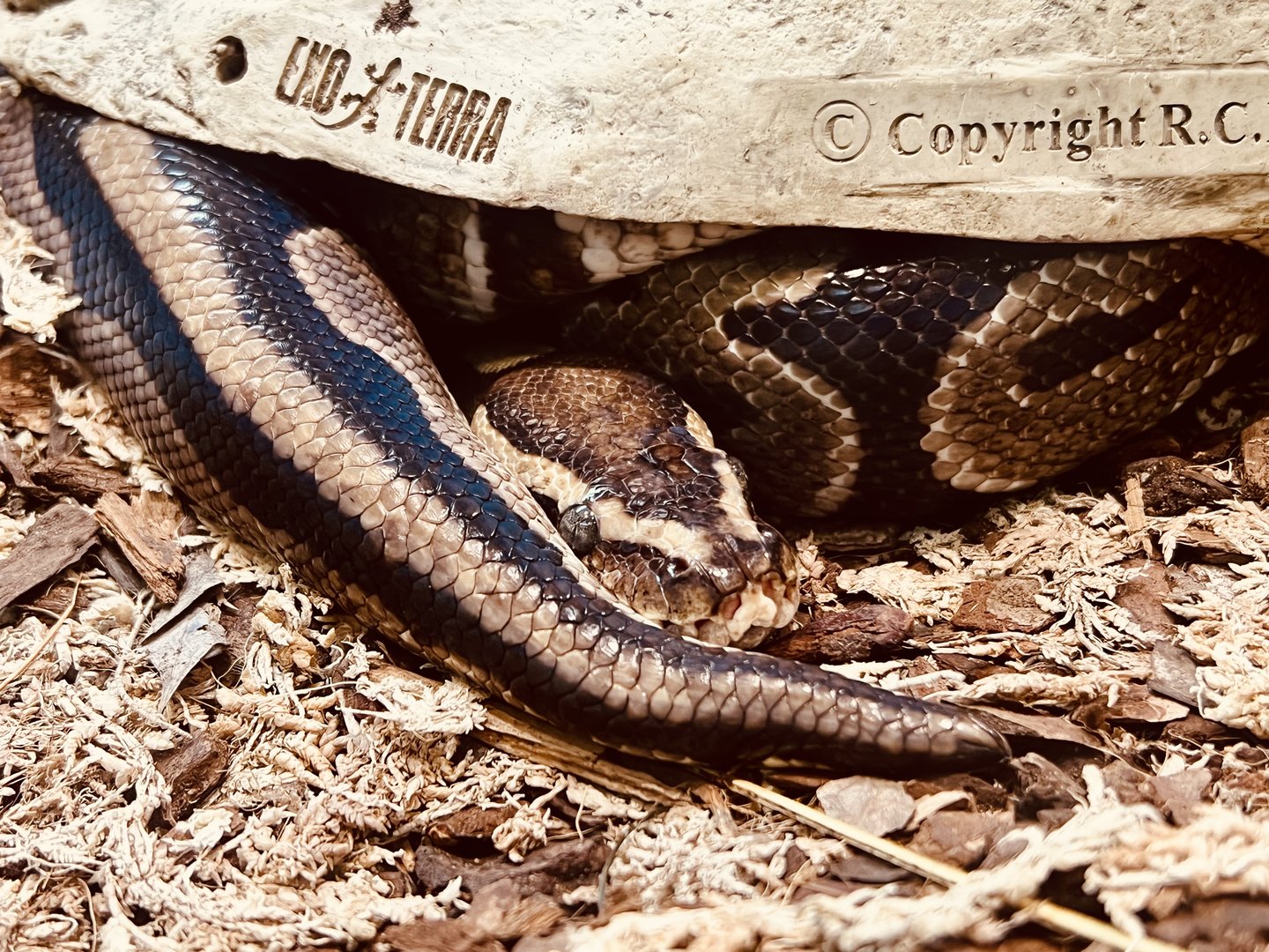 Tropical House - Ball Pythons