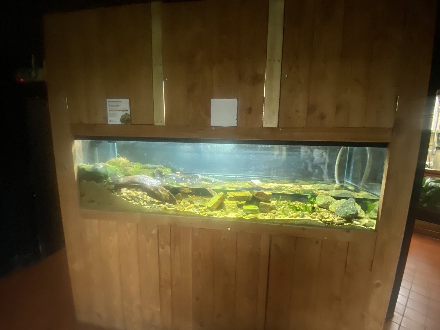 Tropical House - Big-headed turtle exhibit 060523