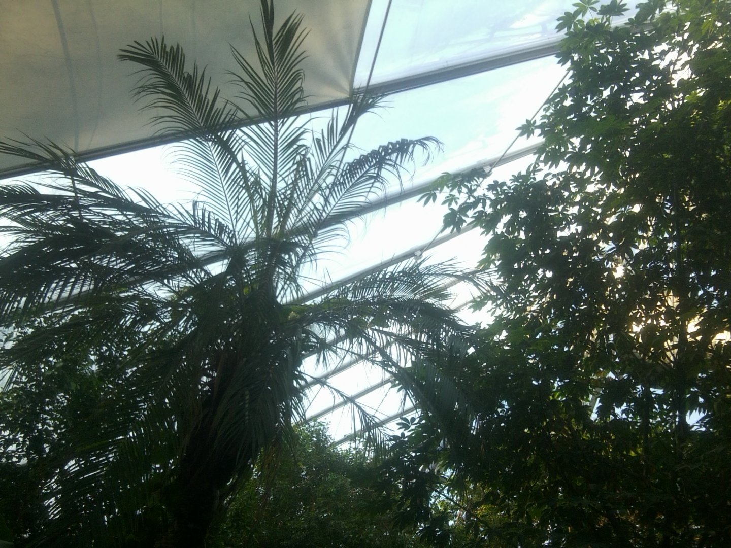 Tropical House Birds