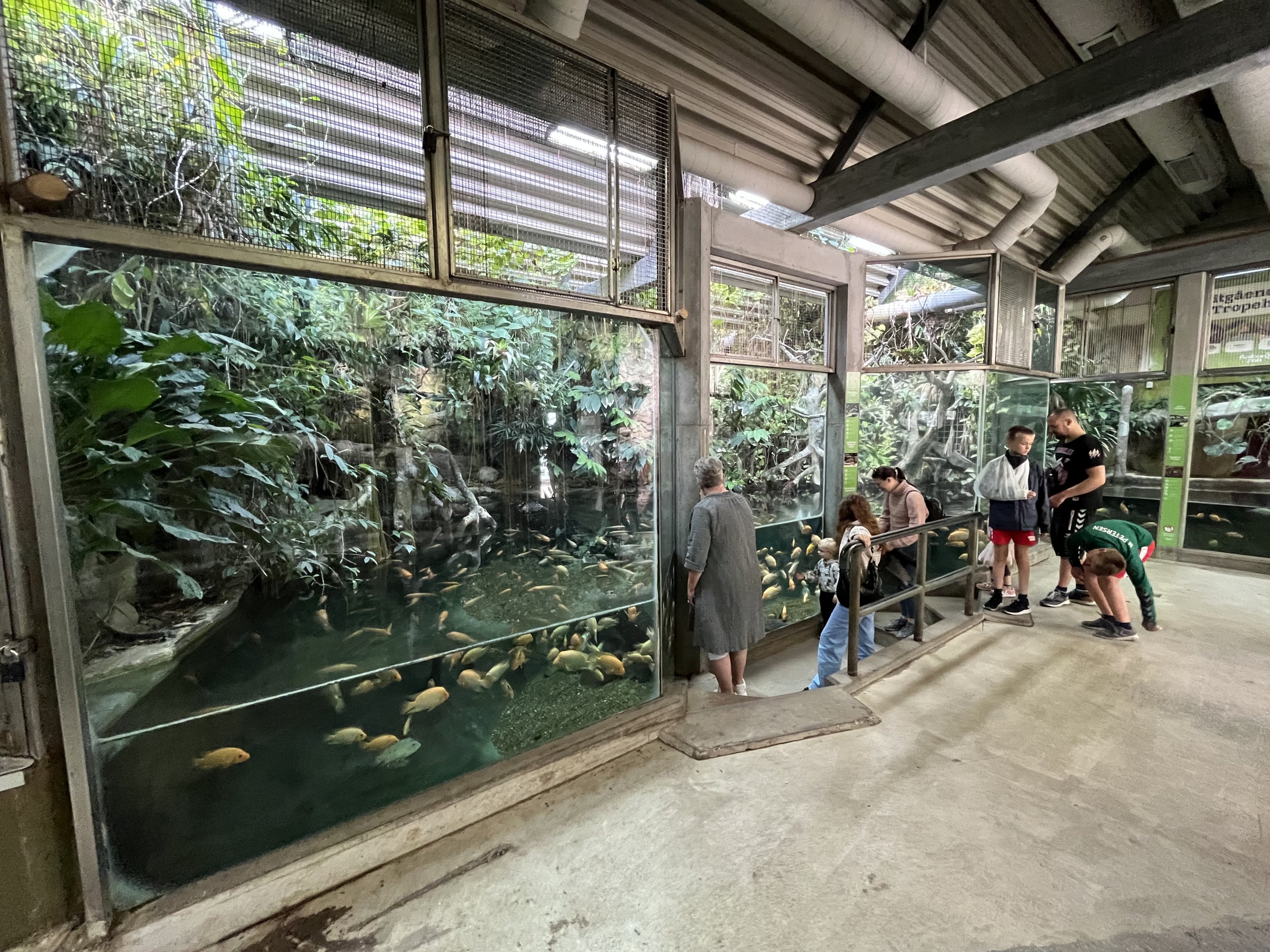 Tropical House - Black Caiman Exhibit #1