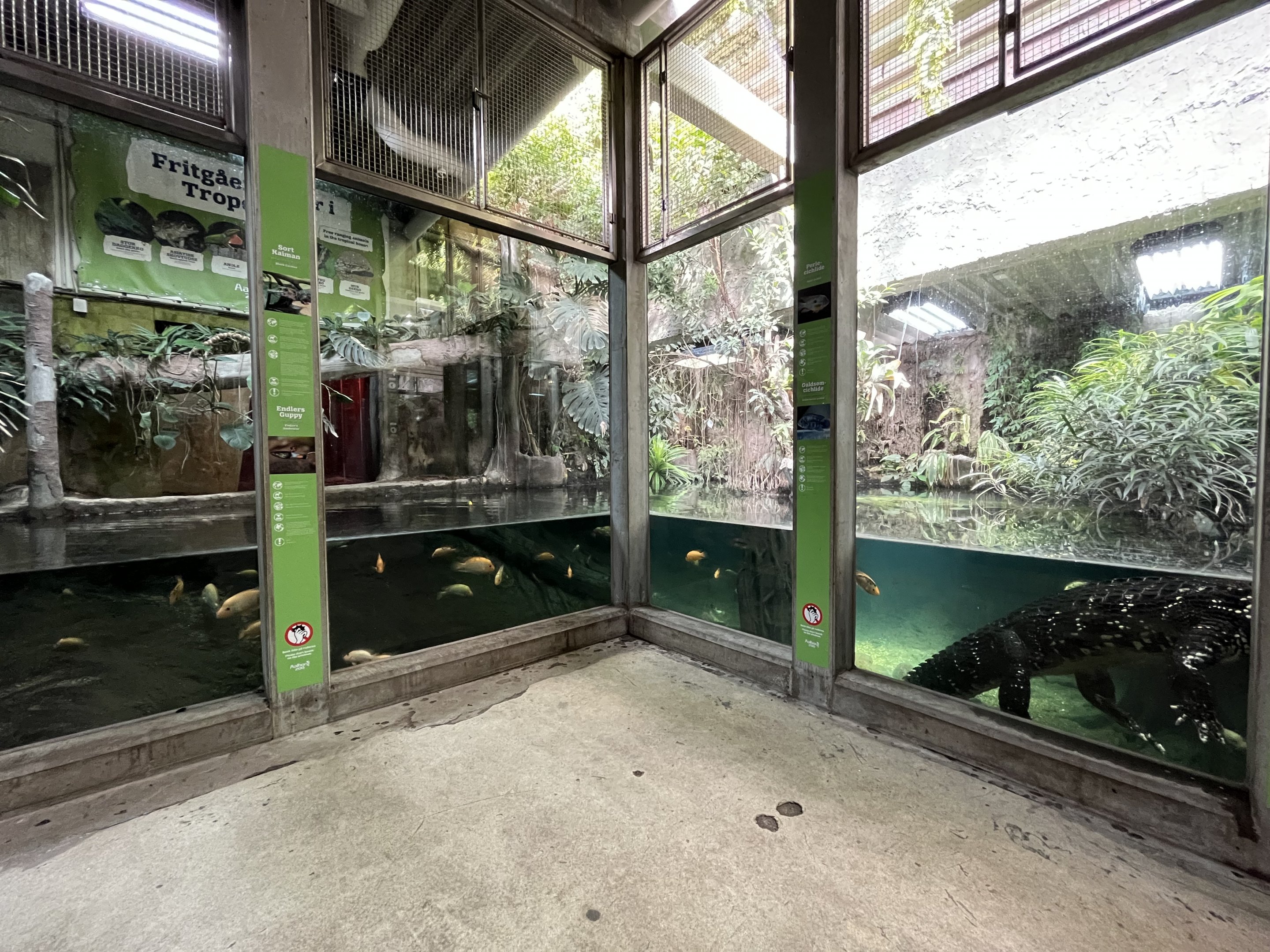 Tropical House - Black Caiman Exhibit #2