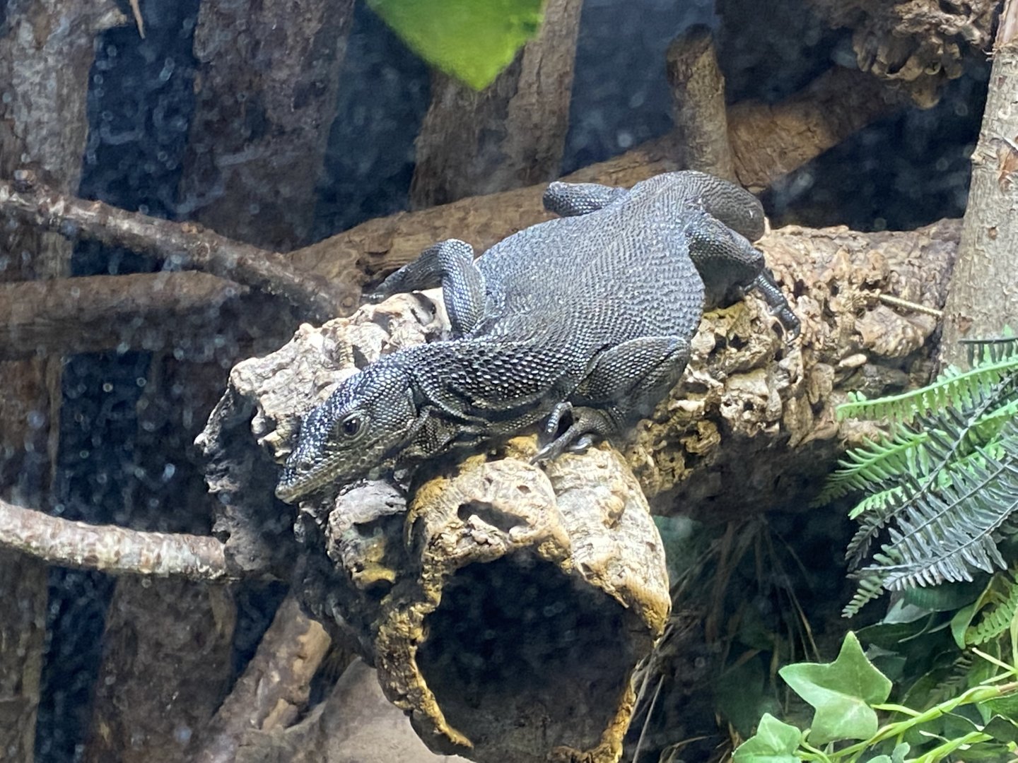 Tropical House - Black tree monitor 111221