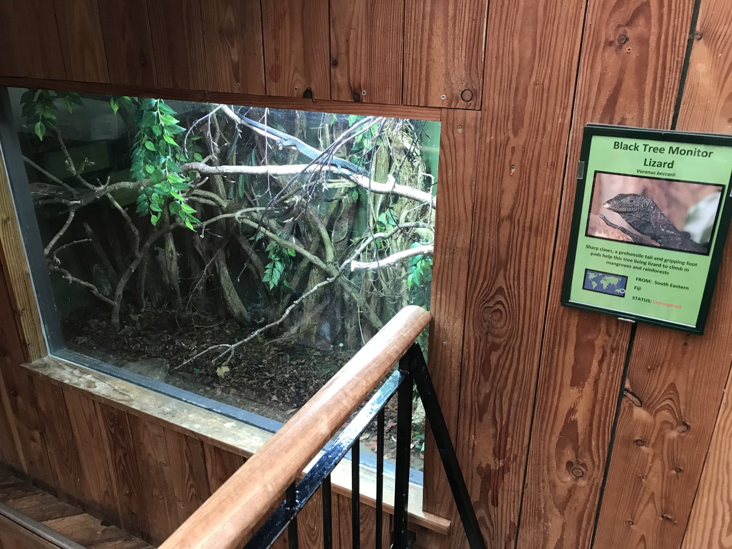 Tropical House - Black tree monitor exhibit 081018