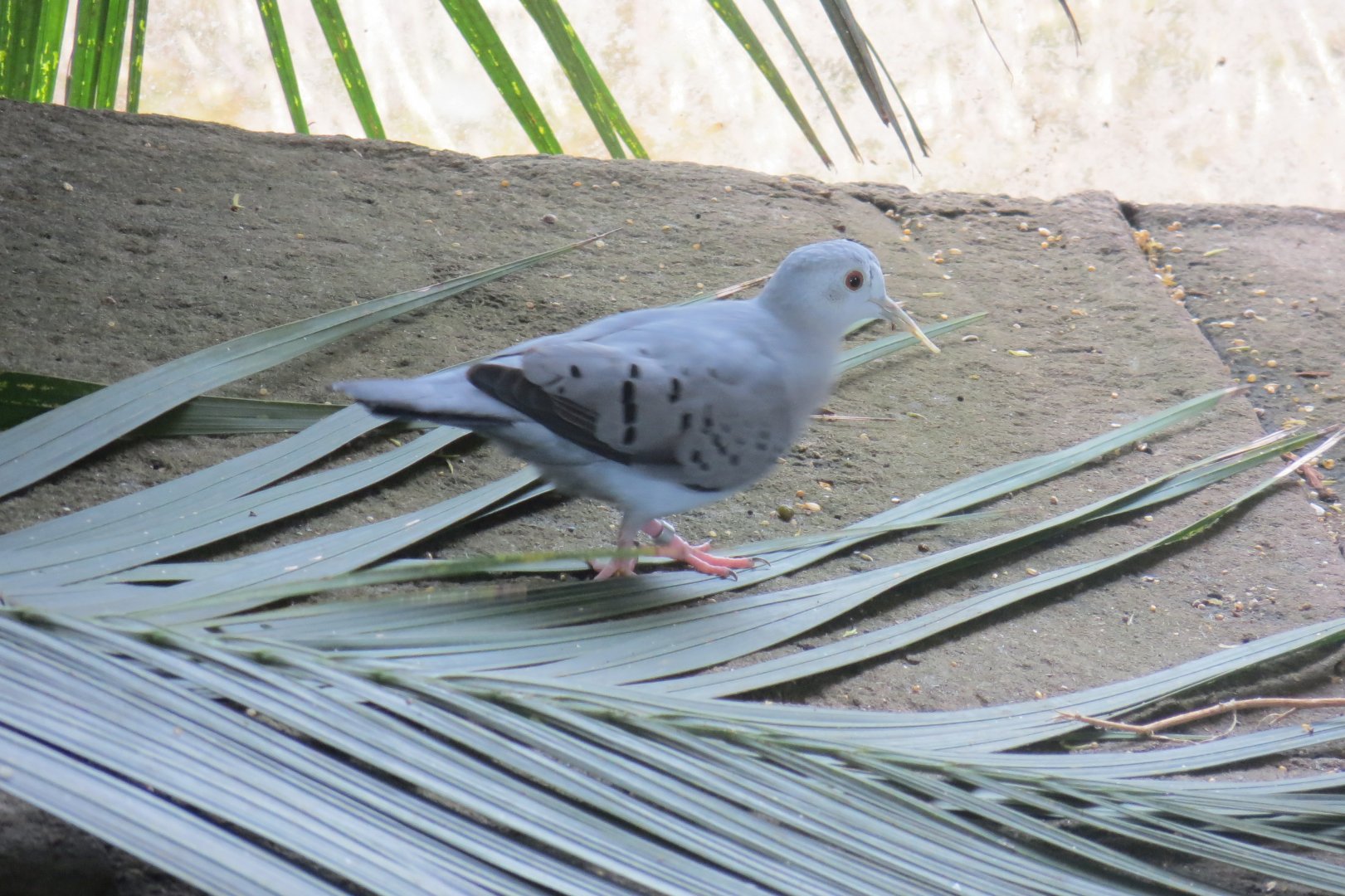 Tropical House - Blue Ground-dove 290419