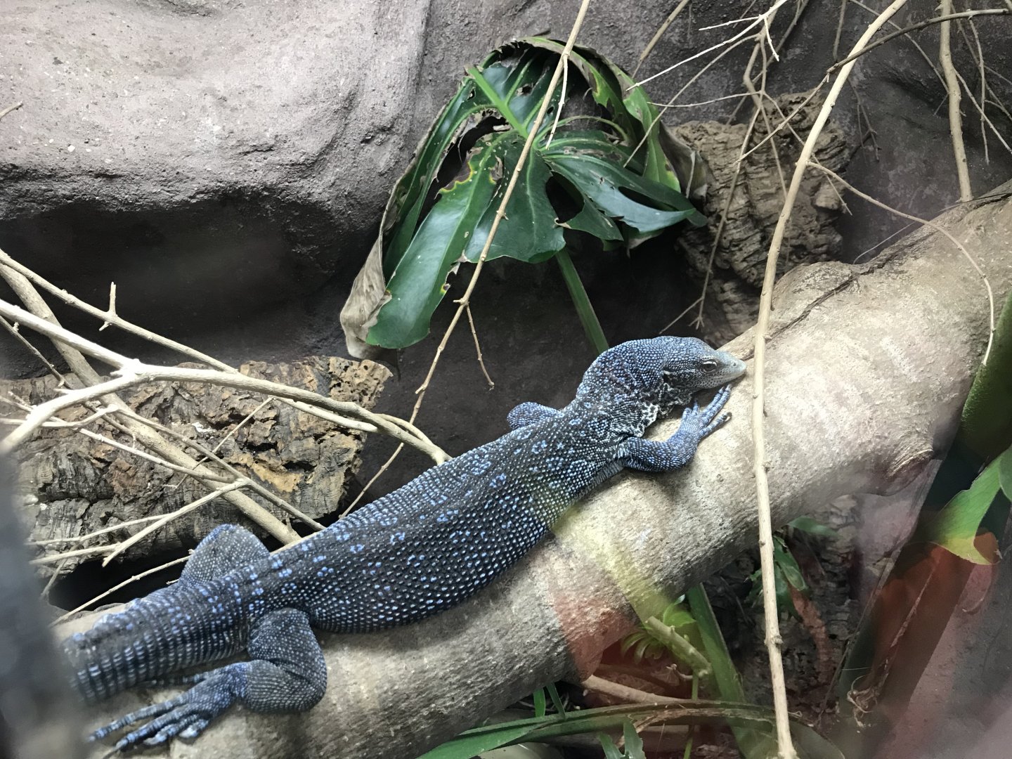 Tropical House - Blue tree monitor 050119
