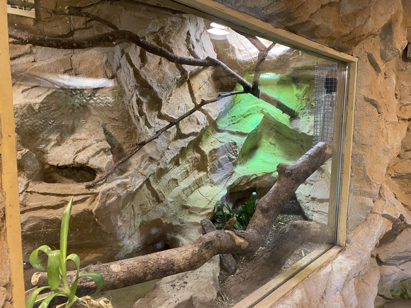 Tropical House - Boa constrictor exhibit 170224