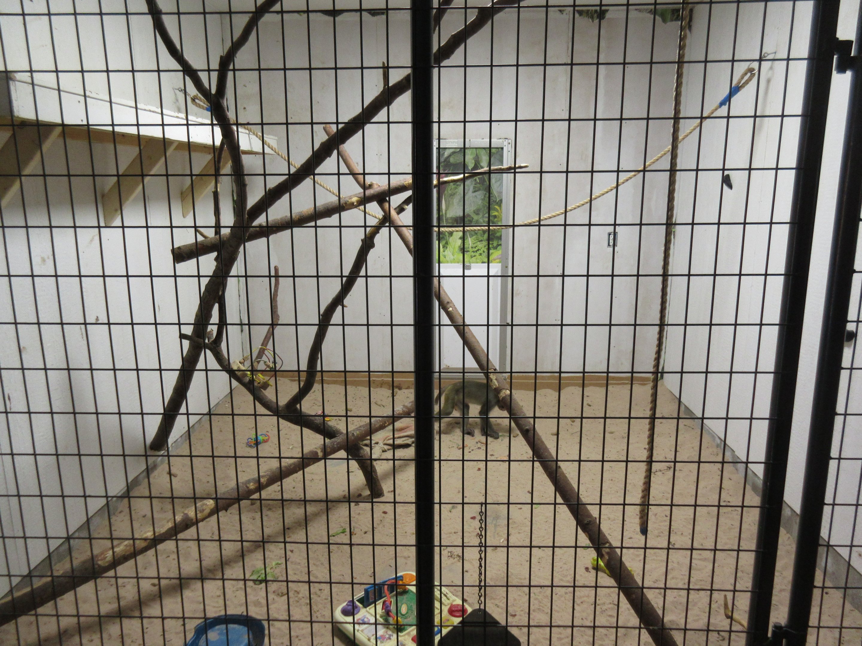 Tropical House - Bonnet Macaque Exhibit