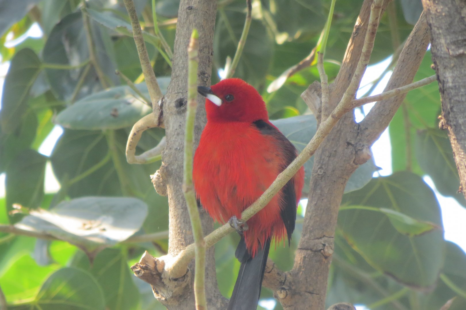Tropical House - Brazilian tanager 110519