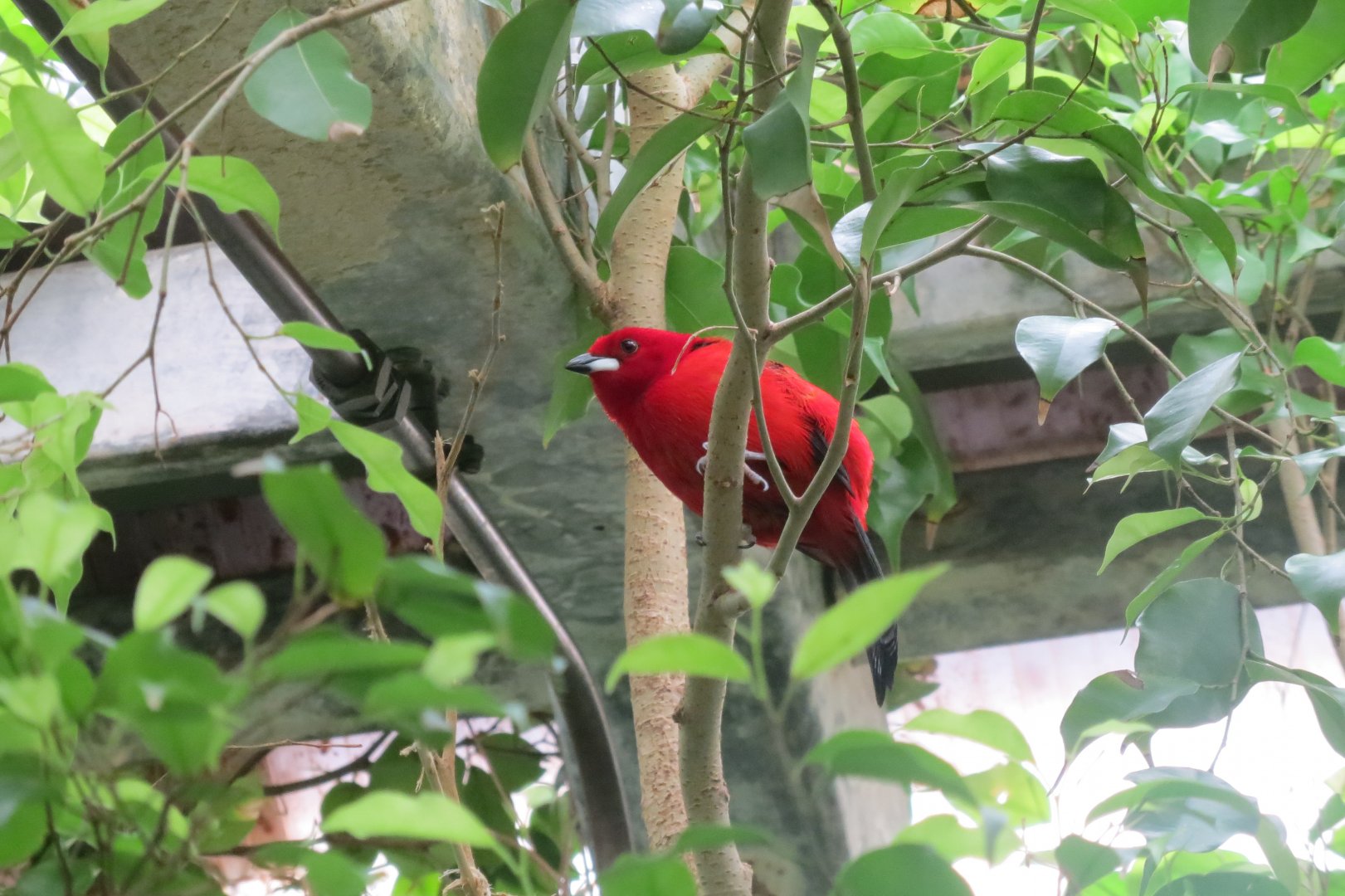 Tropical House - Brazilian Tanager 290419