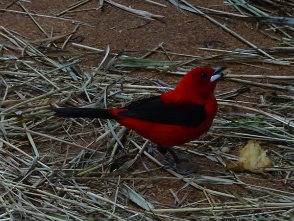 Tropical House - Brazilian tanager (Ramphocelus bresilia)