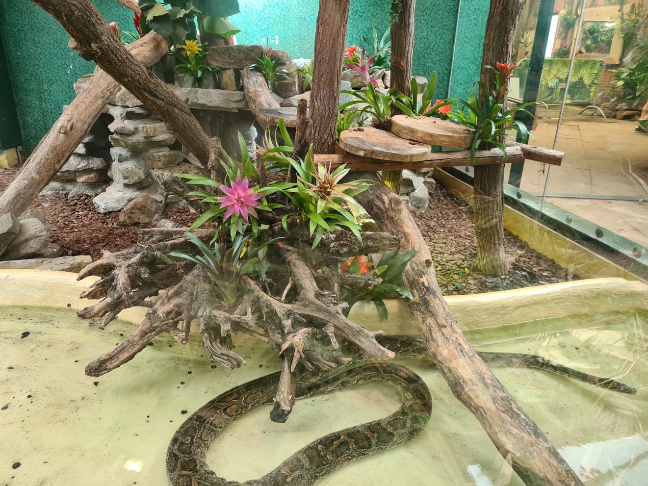 Tropical house - Burmese python