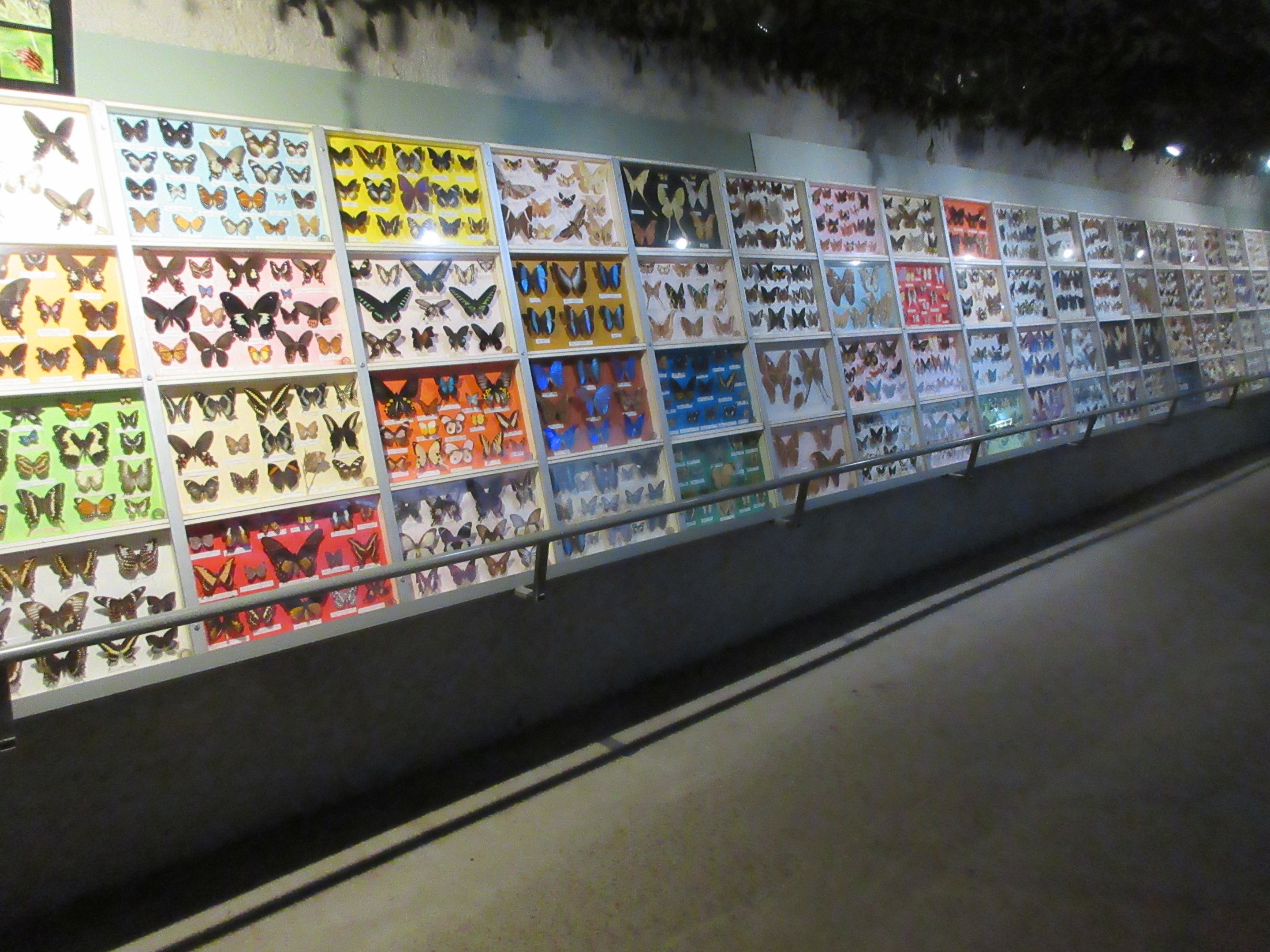 Tropical House - Butterflies + Moths Galore!