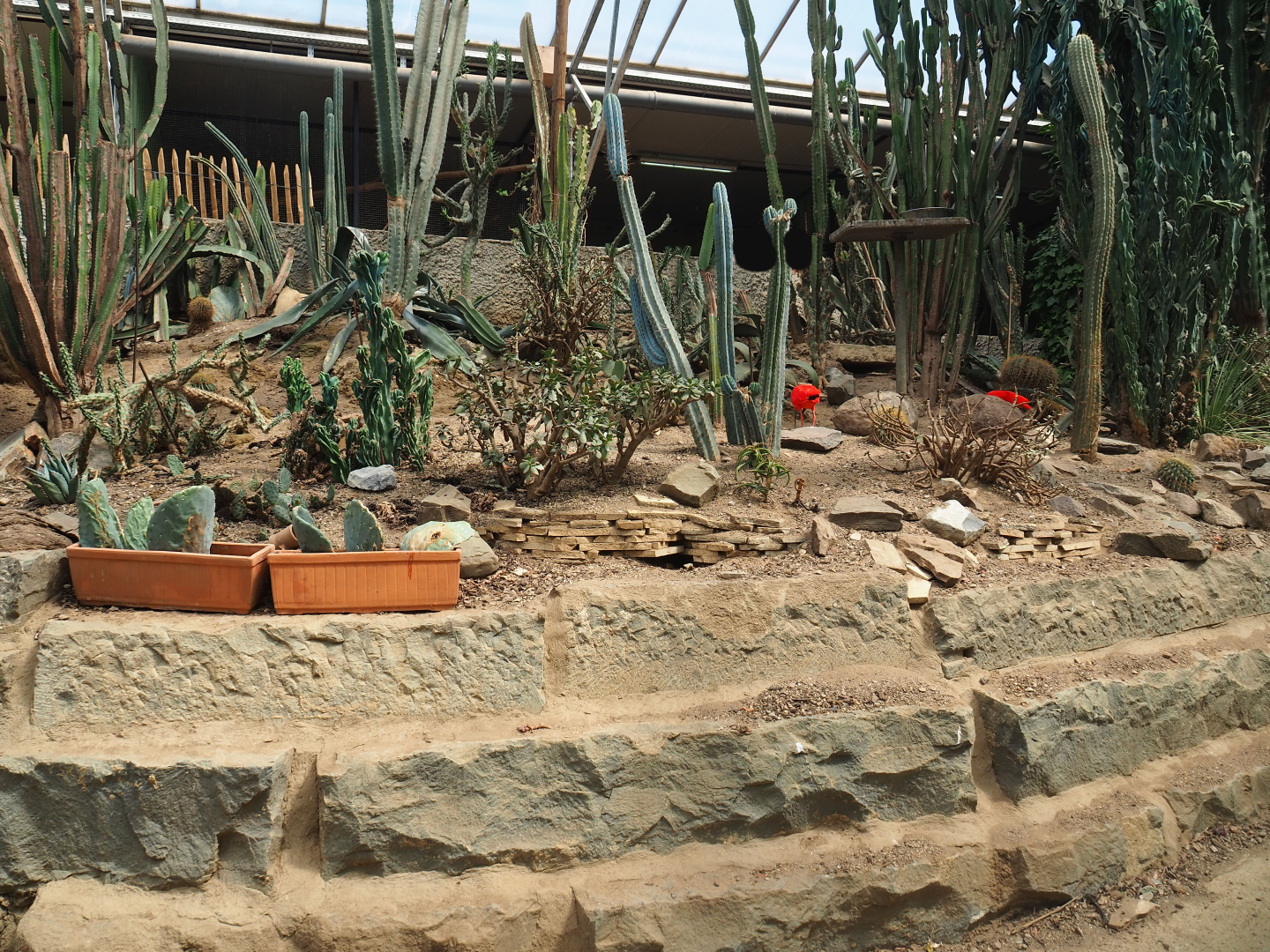 Tropical house cactus and succulent garden, 2019-08-04