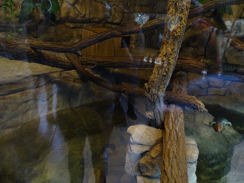 Tropical House; caiman lizard enclosure (04/23)
