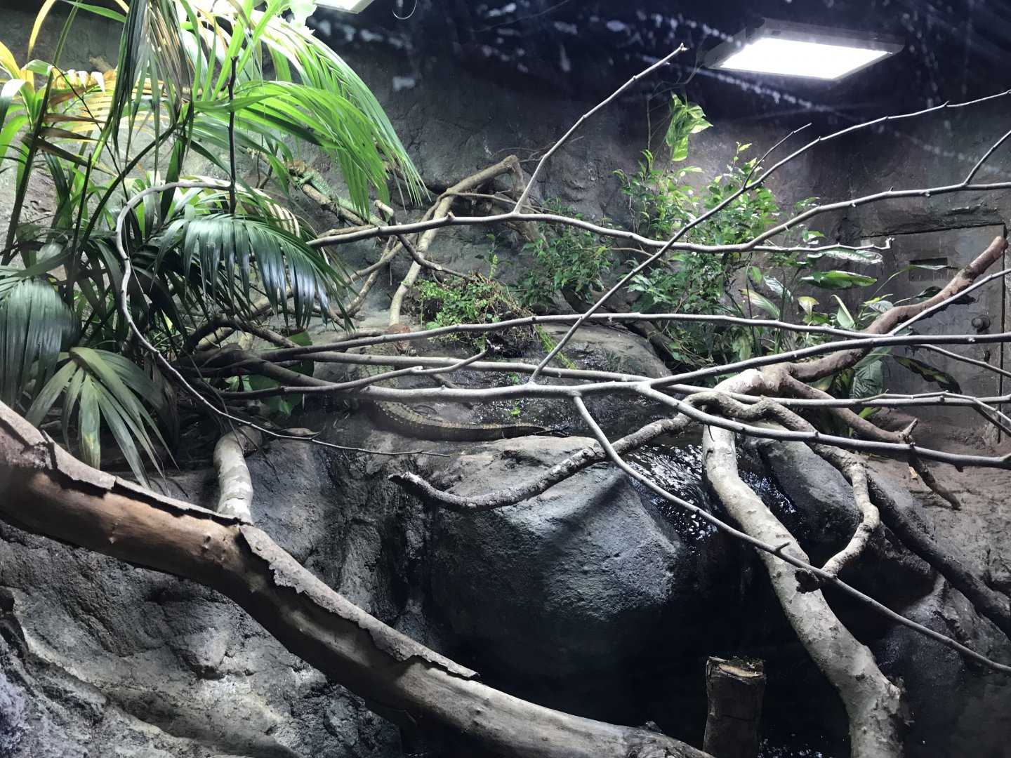 Tropical House - Caiman lizards and river turtles 050119