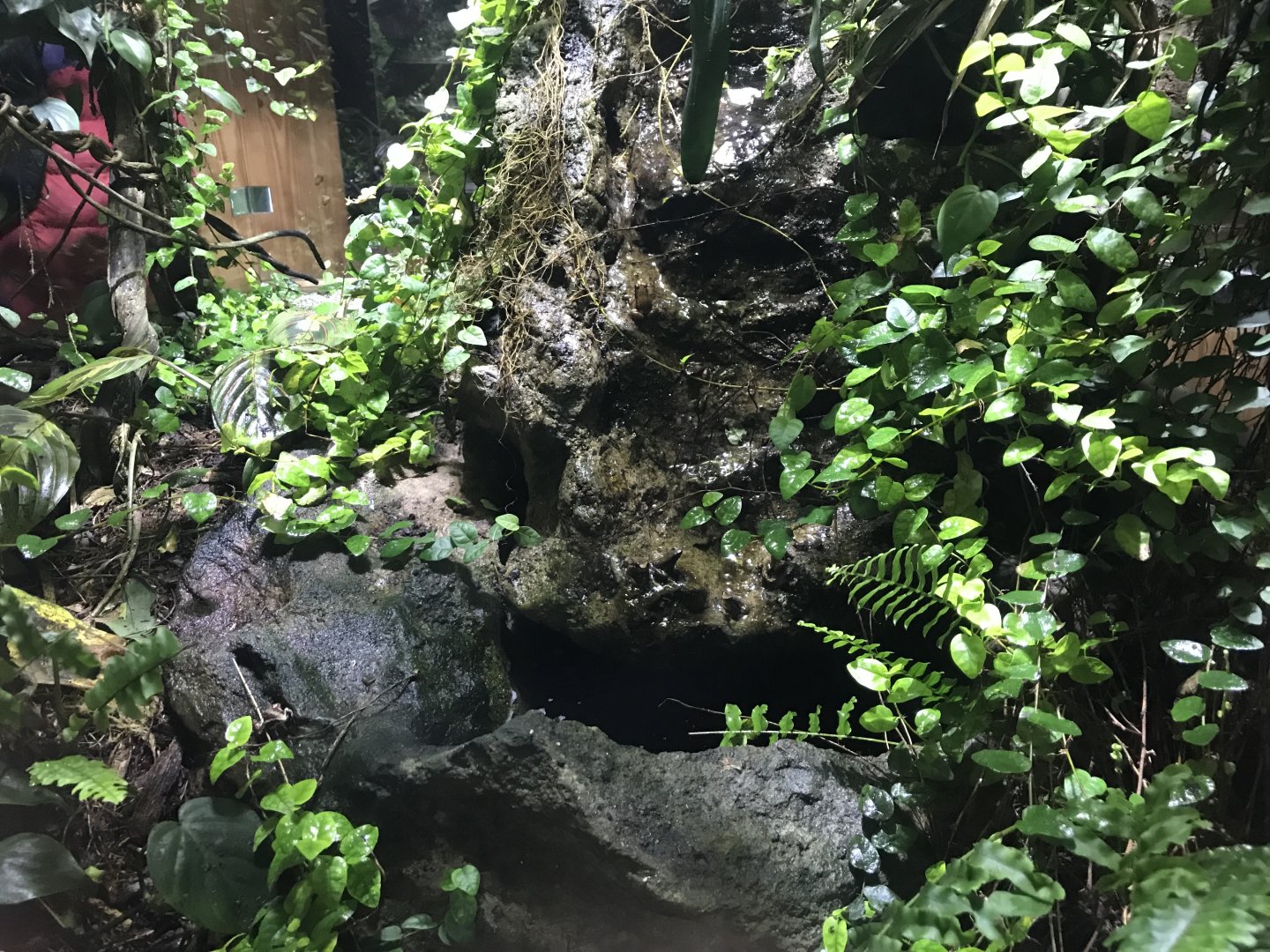 Tropical House - central tank including Trinidad stream frog 081018