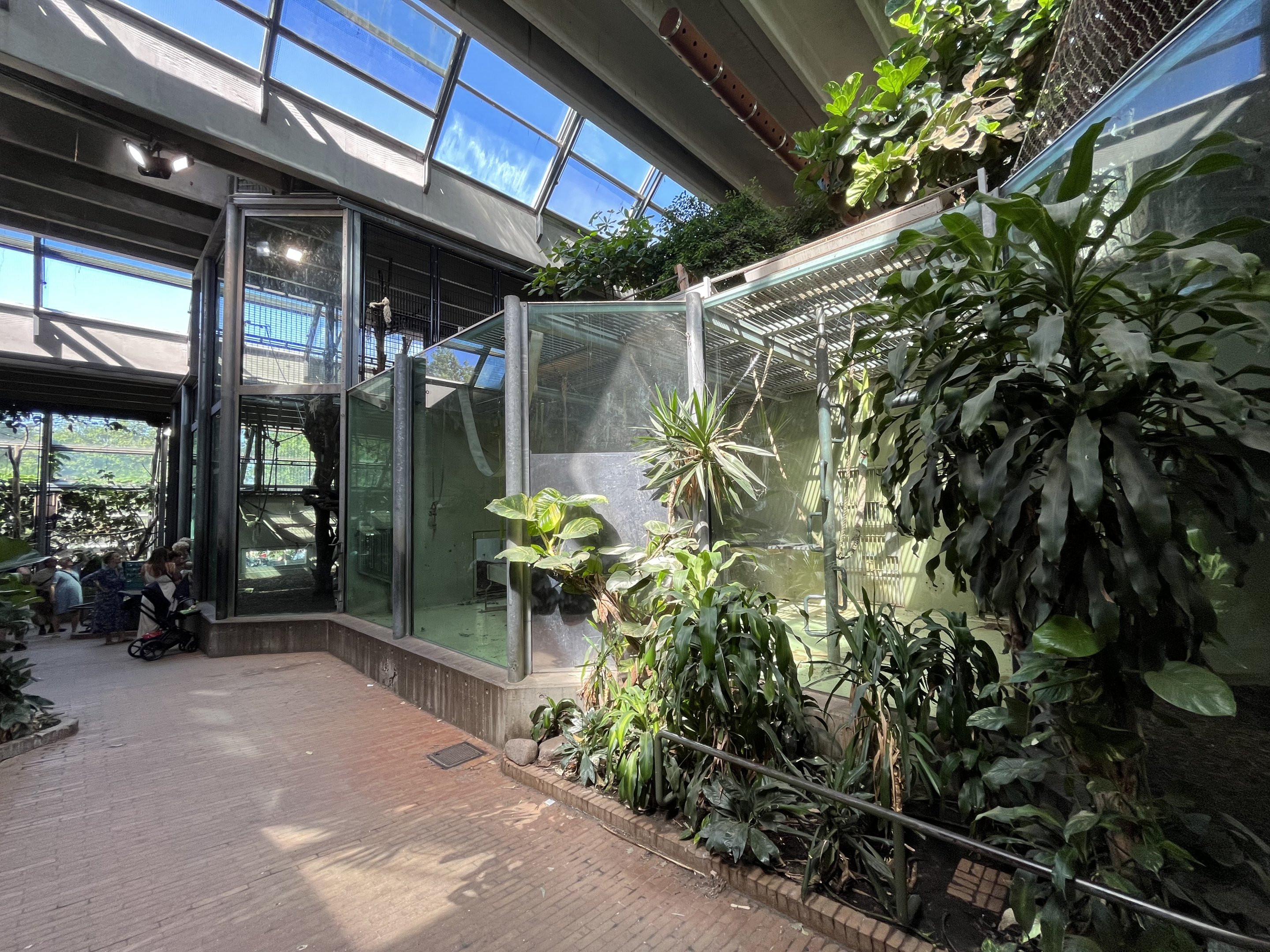 Tropical House - chimps + hornbills