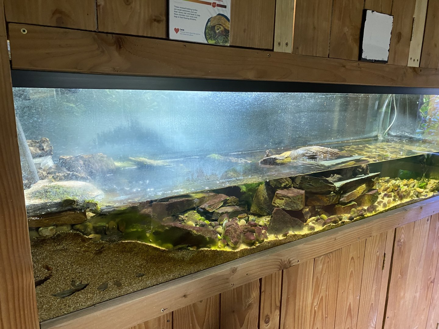 Tropical House - Chinese Big-headed turtle exhibit 240424