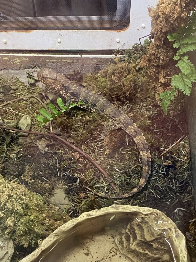 Tropical House - Chinese crocodile lizard 050625