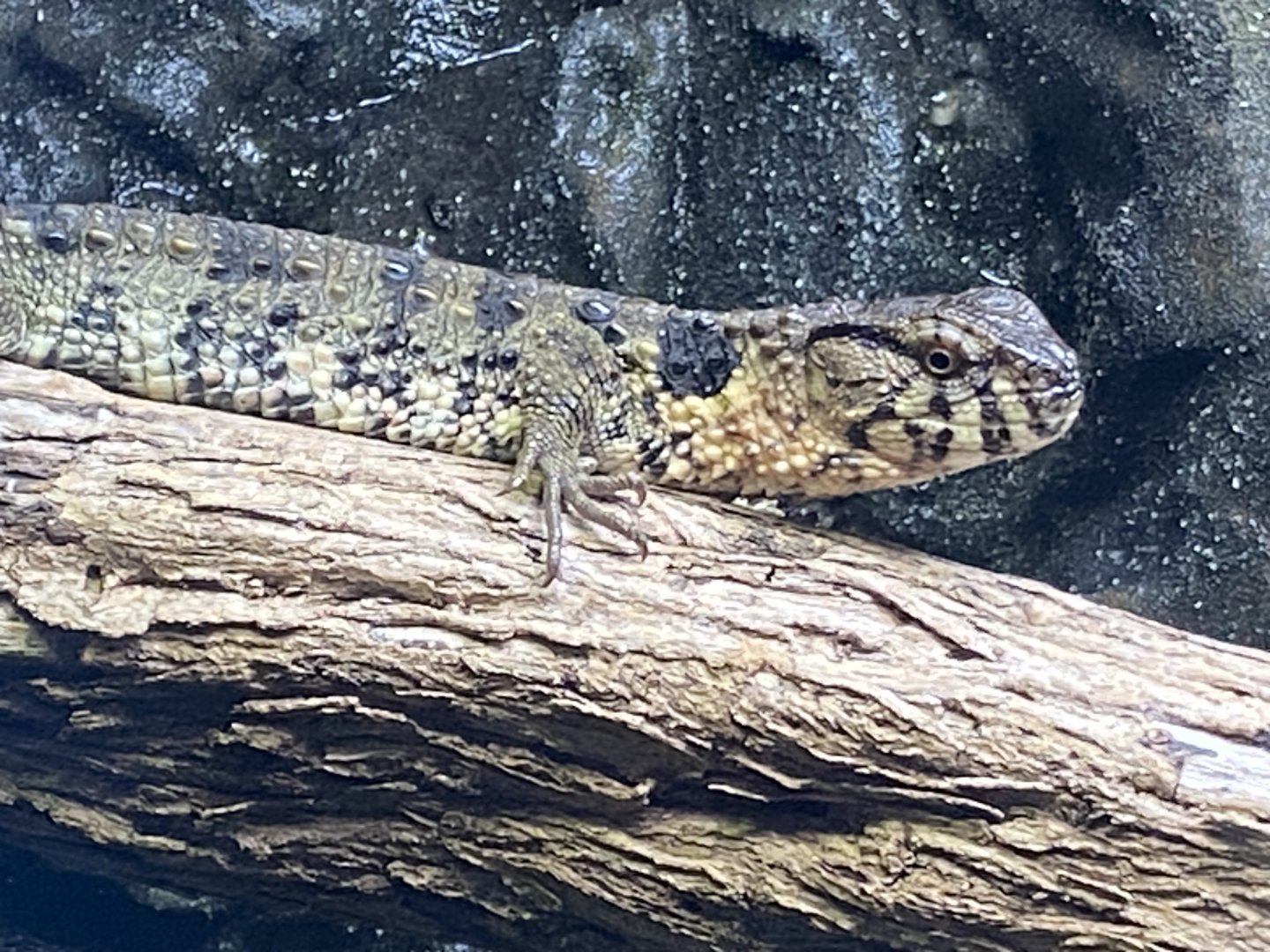 Tropical House - Chinese crocodile lizard 240424