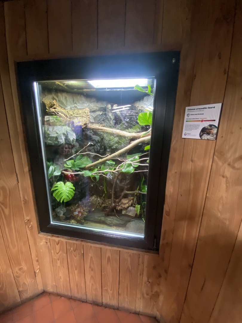 Tropical House - Chinese crocodile lizard exhibit 240424