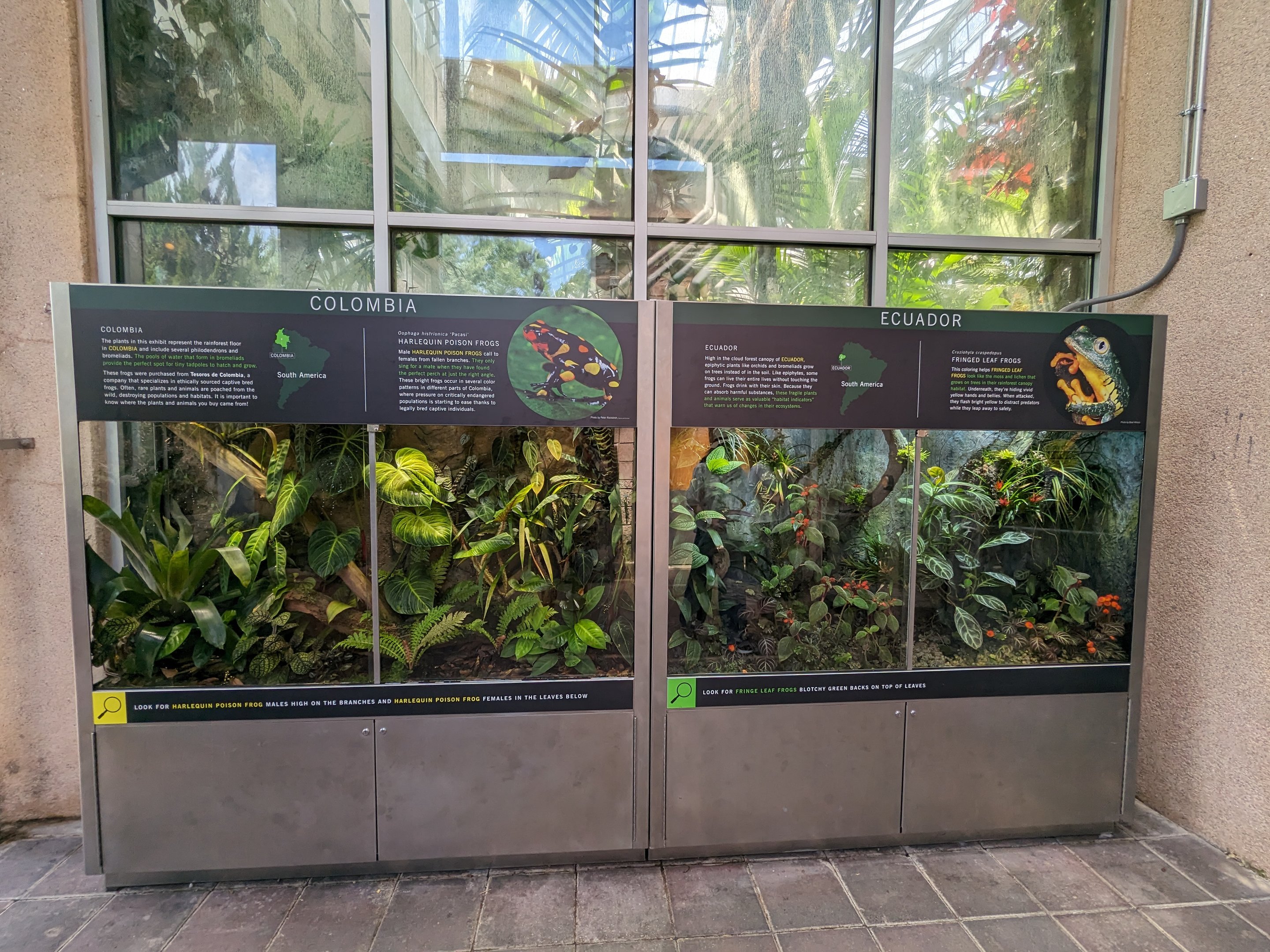 Tropical House - Colombia and Ecuador frog tanks (harlequin poison frog and fringed leaf frog)