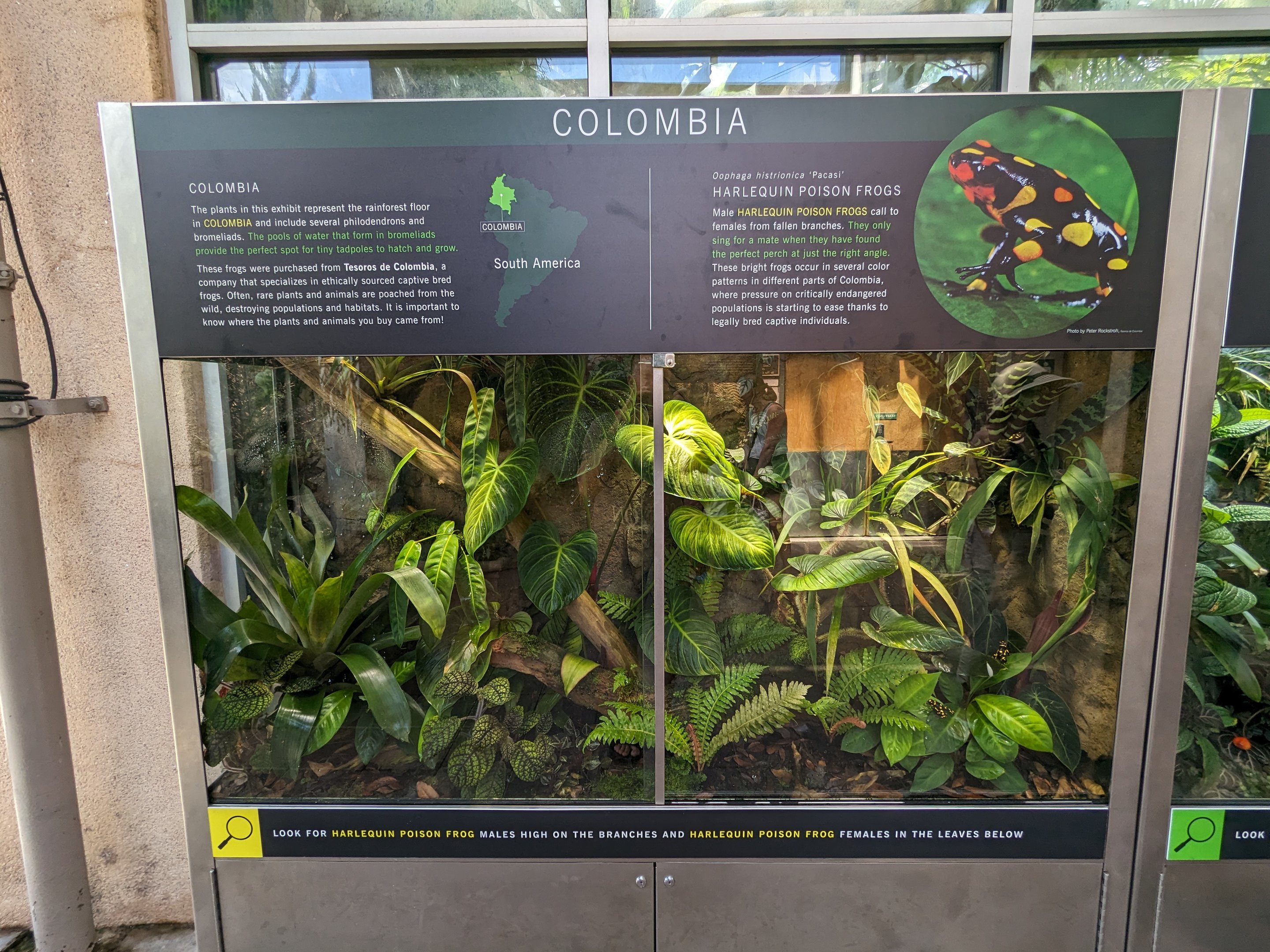 Tropical House - Colombia frog tank (harlequin poison frog)